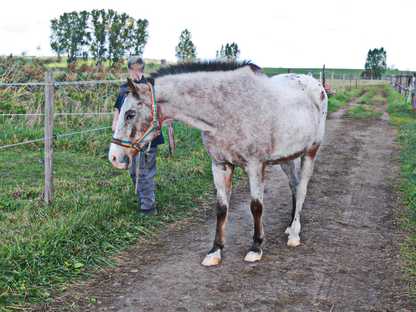 Abholung des Braunschecken (Appa Loosa-Mix) von der Weide im Reitgut im Mhlendorf Saalow am 09. Oktober 2022.