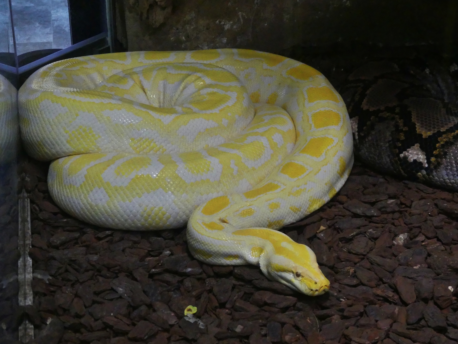 Albinisticher Tigerpython, gesehen im Haus des Meeres in Wien. 07.05.2026