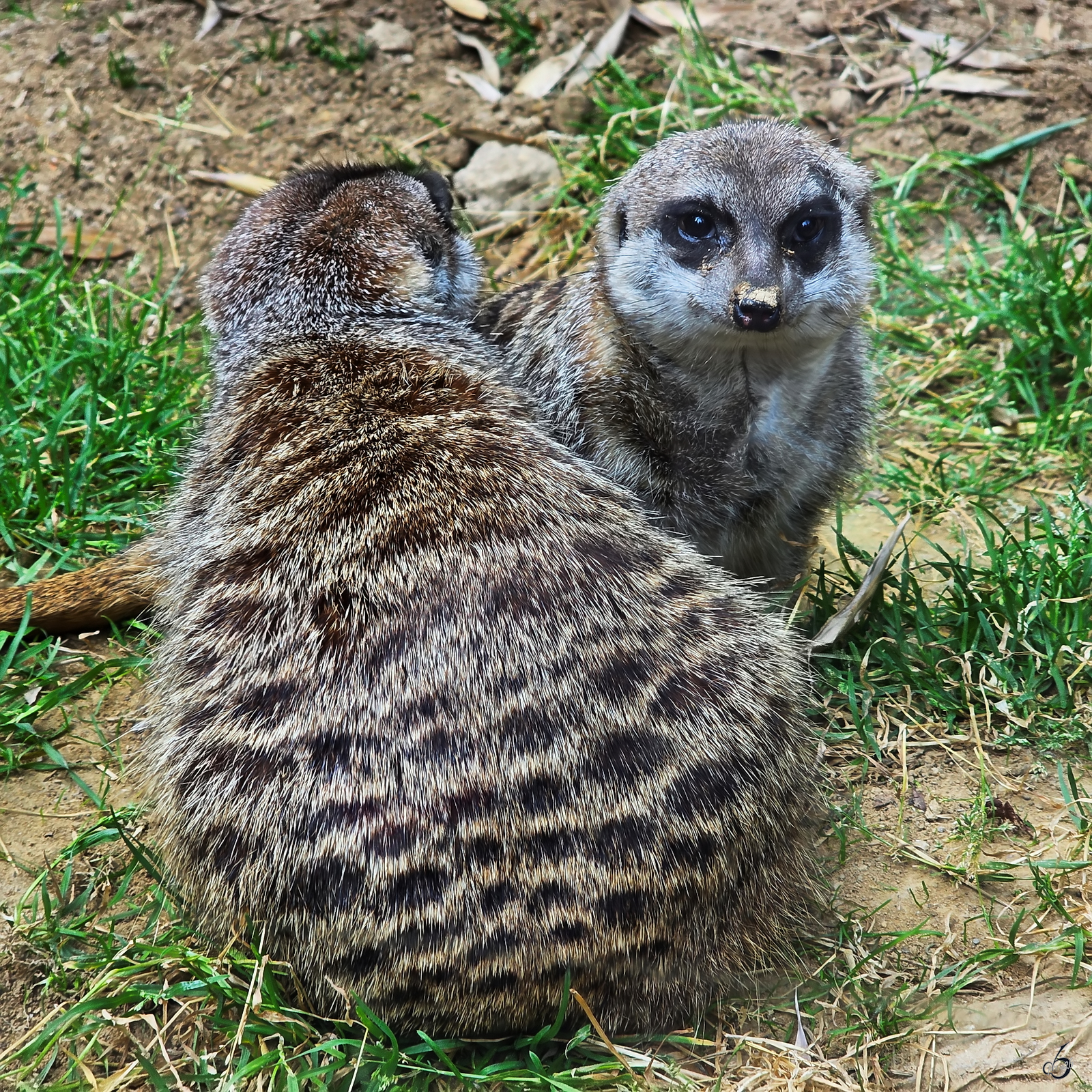 Anfang August 2026 habe ich im Zoo Dortmund diese beiden Erdm�nnchen ablichten k�nnen.