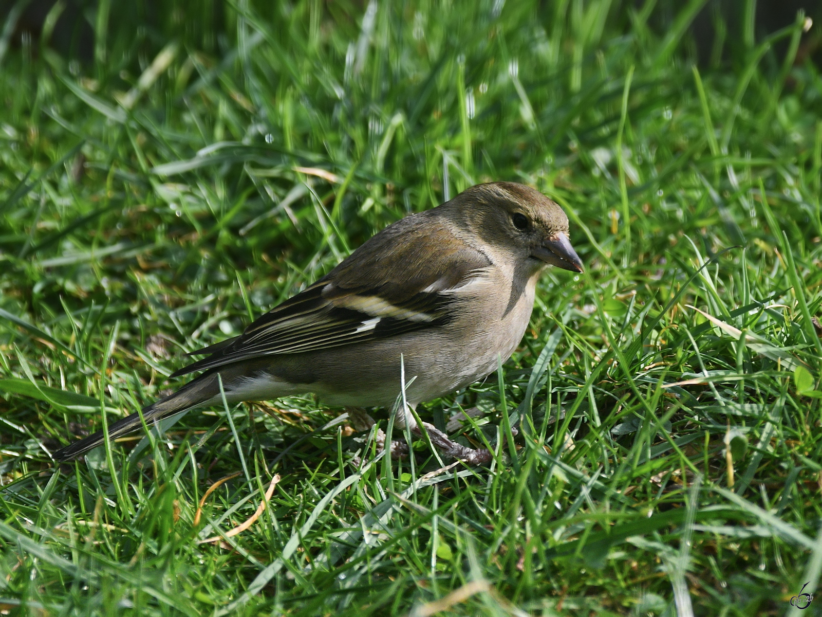 Anfang M�rz 2026 war dieser Buchfink in unserem Garten zu sehen.