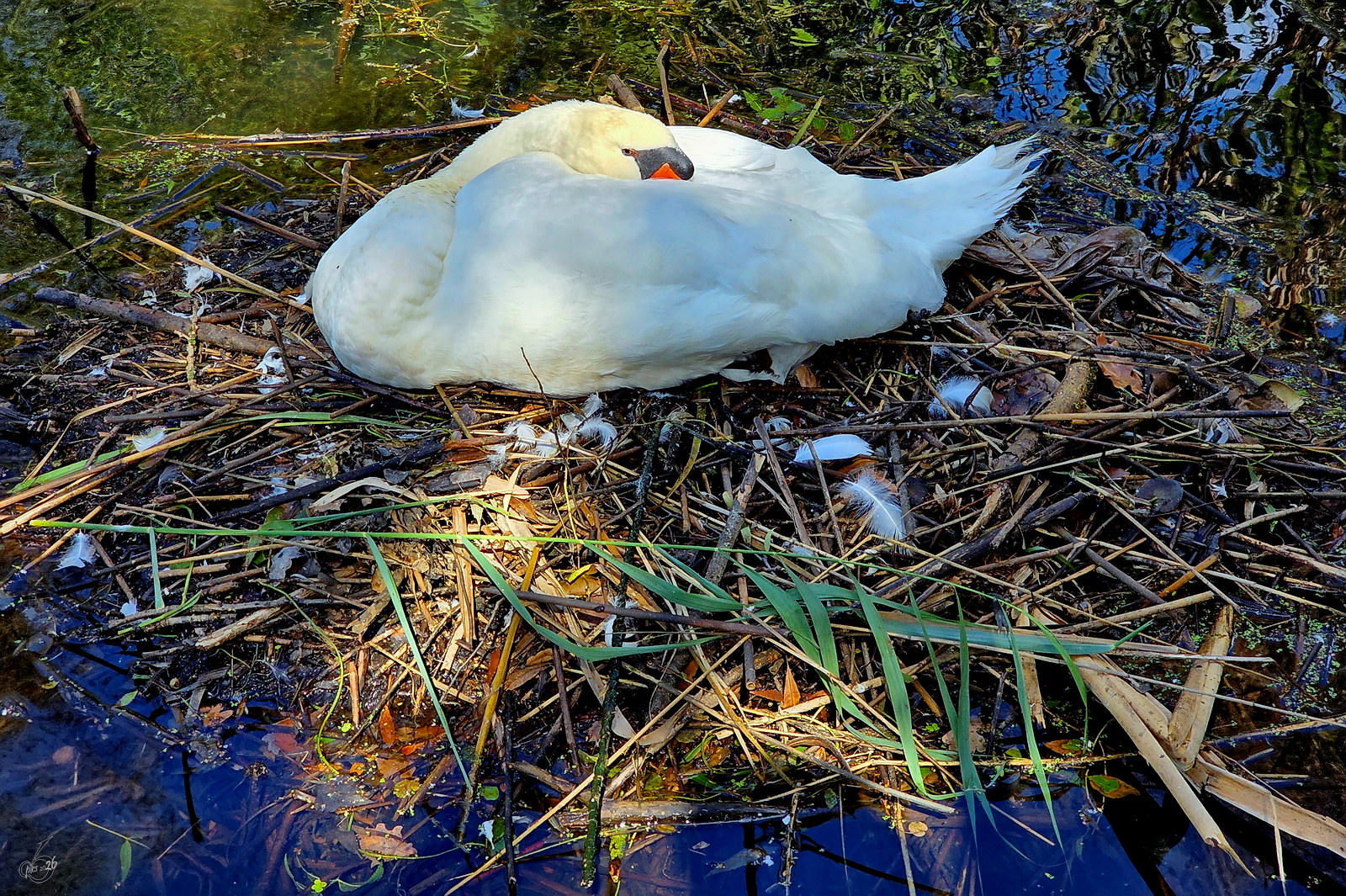 Anfang September 2026 habe ich in Hattingen diesen Schwan entdeckt.