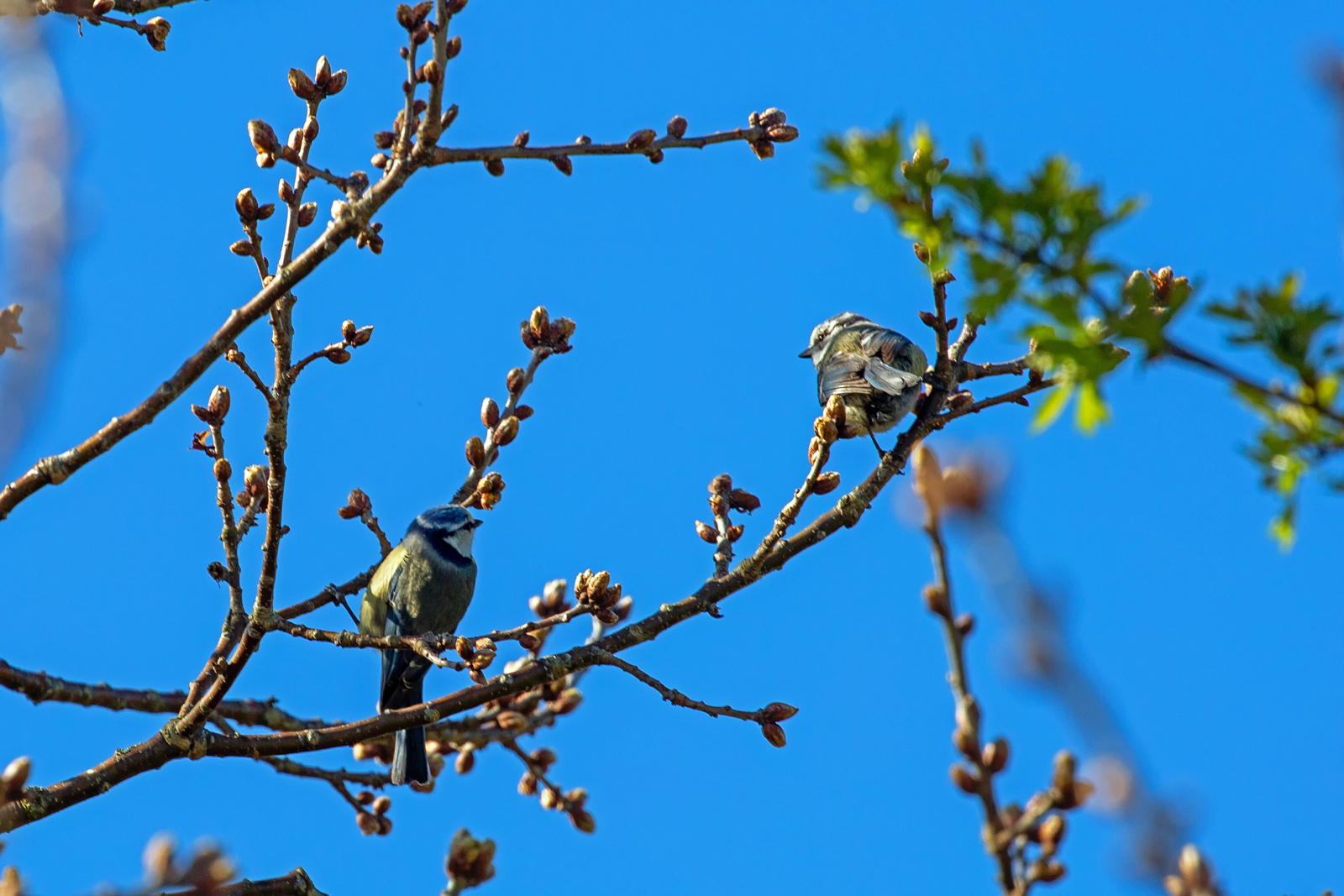Blaumeisen im Ge�st. - 29.04.2026