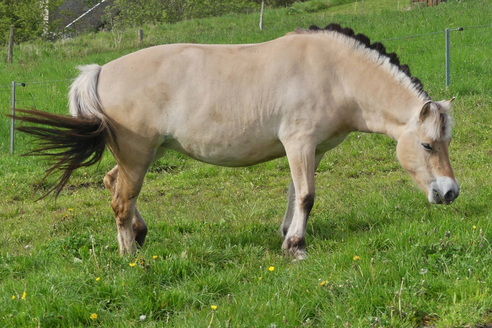 Das Pferd ist von den vielen Mcken genervt und versucht diese mit dem Schweif zu vertreiben. 04.2024 