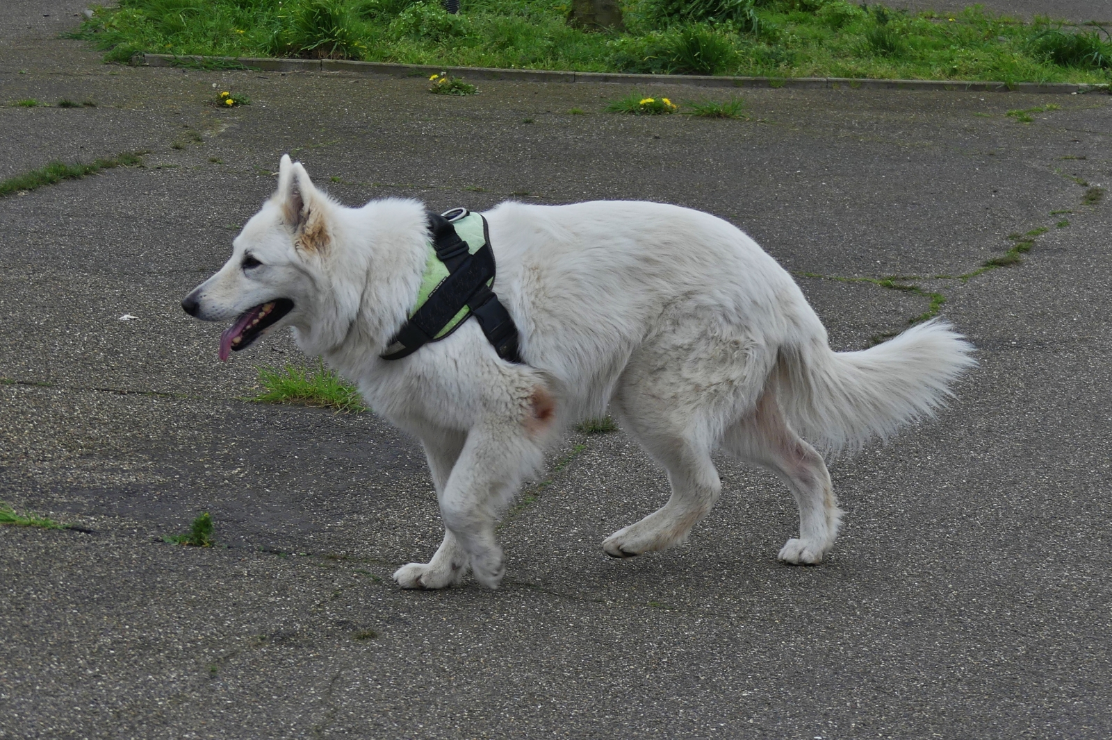 Der Hund ist auf dem Weg zu seinem Herrchen der auf einer nahen Parkbank sitzt. 04.2024