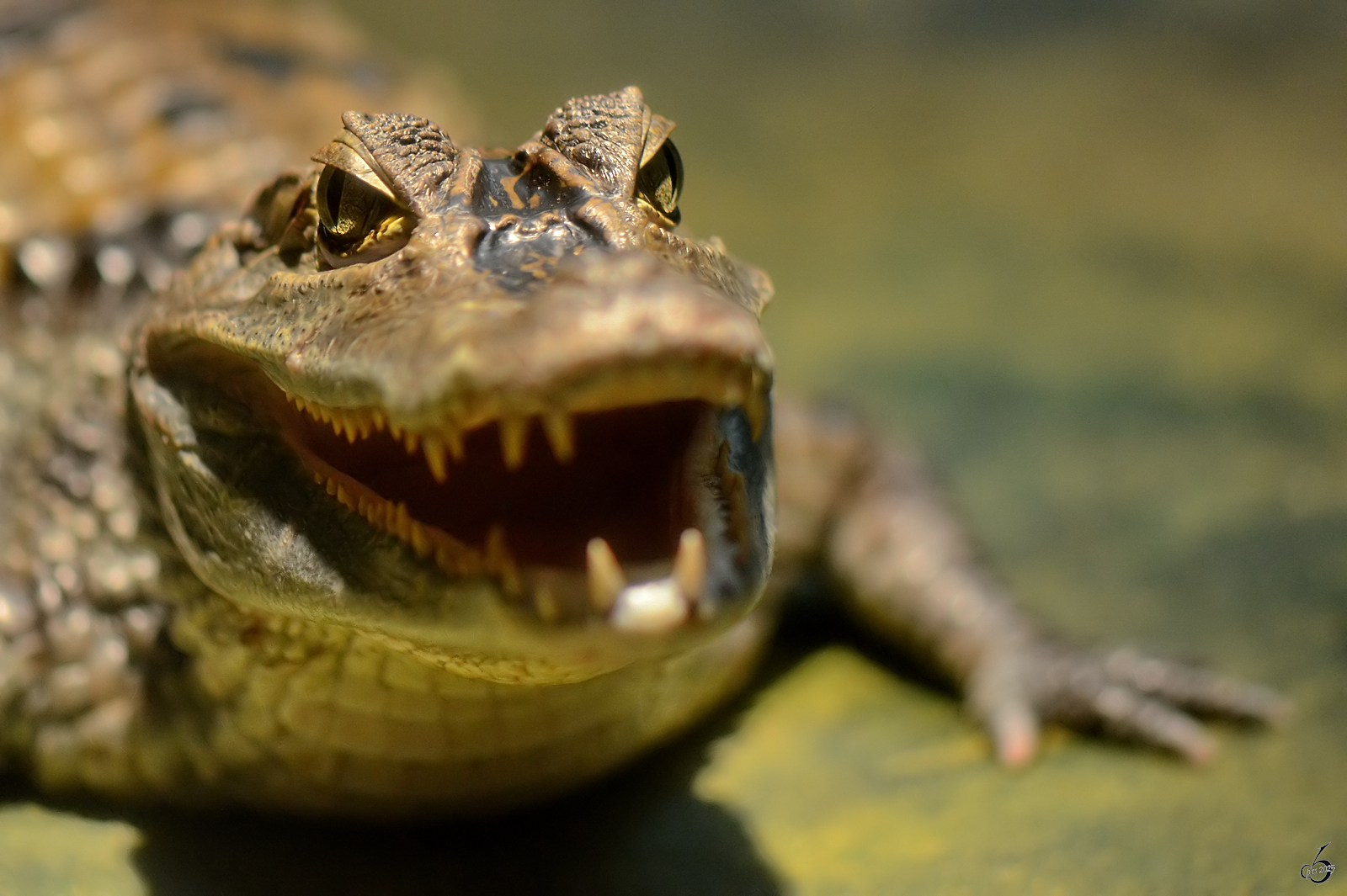 Der Kopf eines Australischen Swasserkrokodiles, so gesehen im Januar 2012 im Aquazoo Dsseldorf.