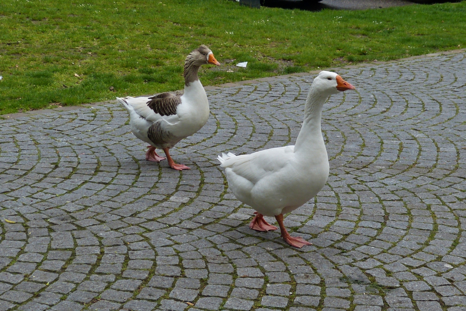 Diese beiden Gnse laufen gemtlich vor mir ber den Wanderweg. 05.2023