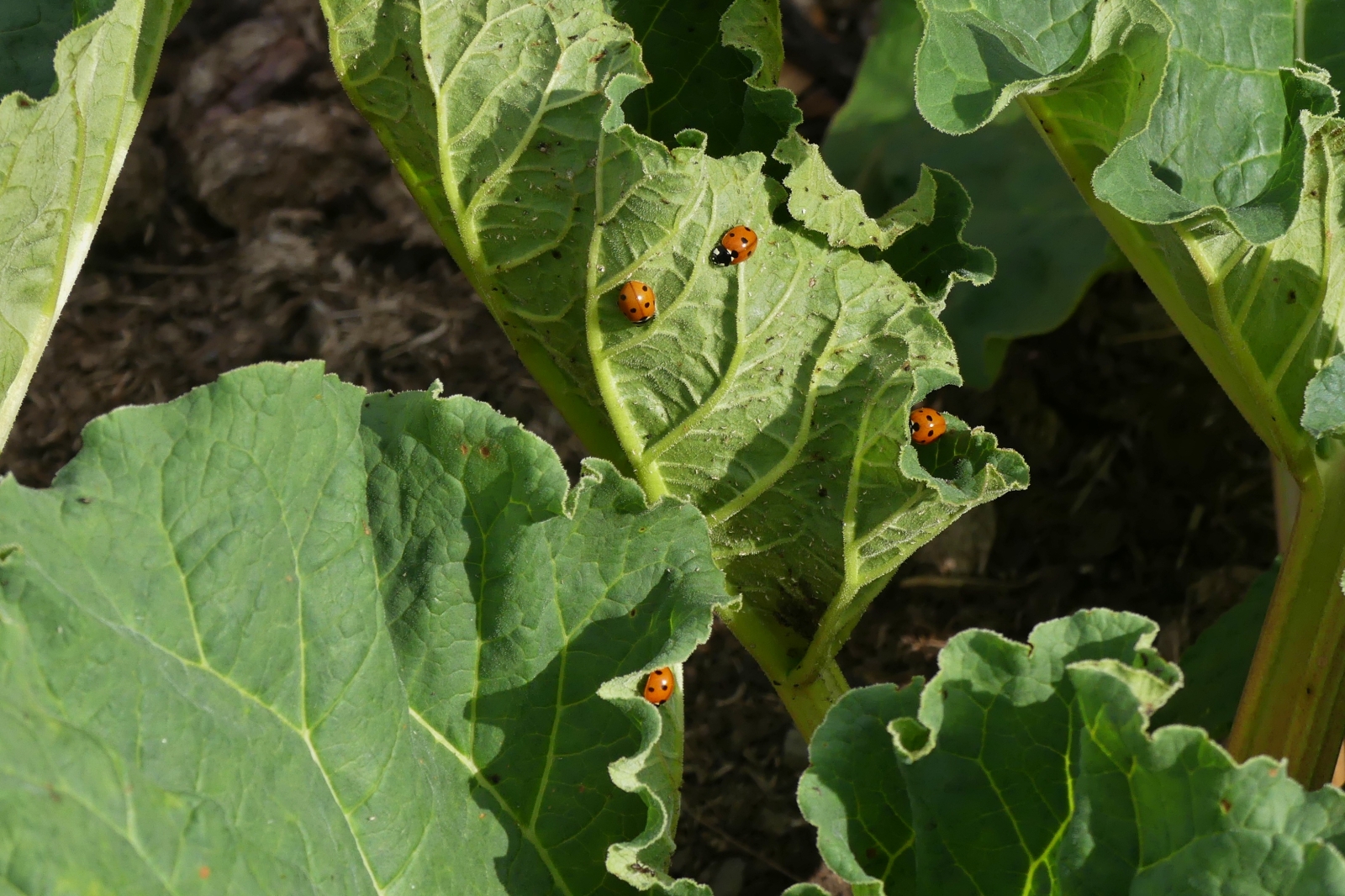 Diese Marienkfer finden reichlich Nahrung auf dem Rhabarberblatt in unserem Garten. 12.07.2023

