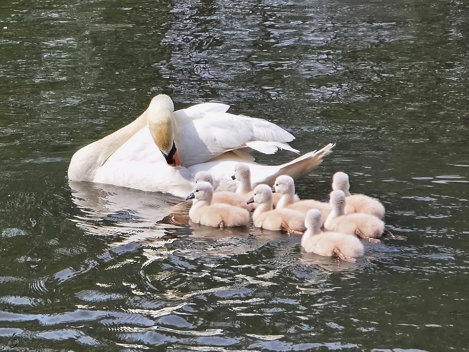 Diese Schwanenfamilie war Anfang Mai 2026 in Hattingen zu beobachten.