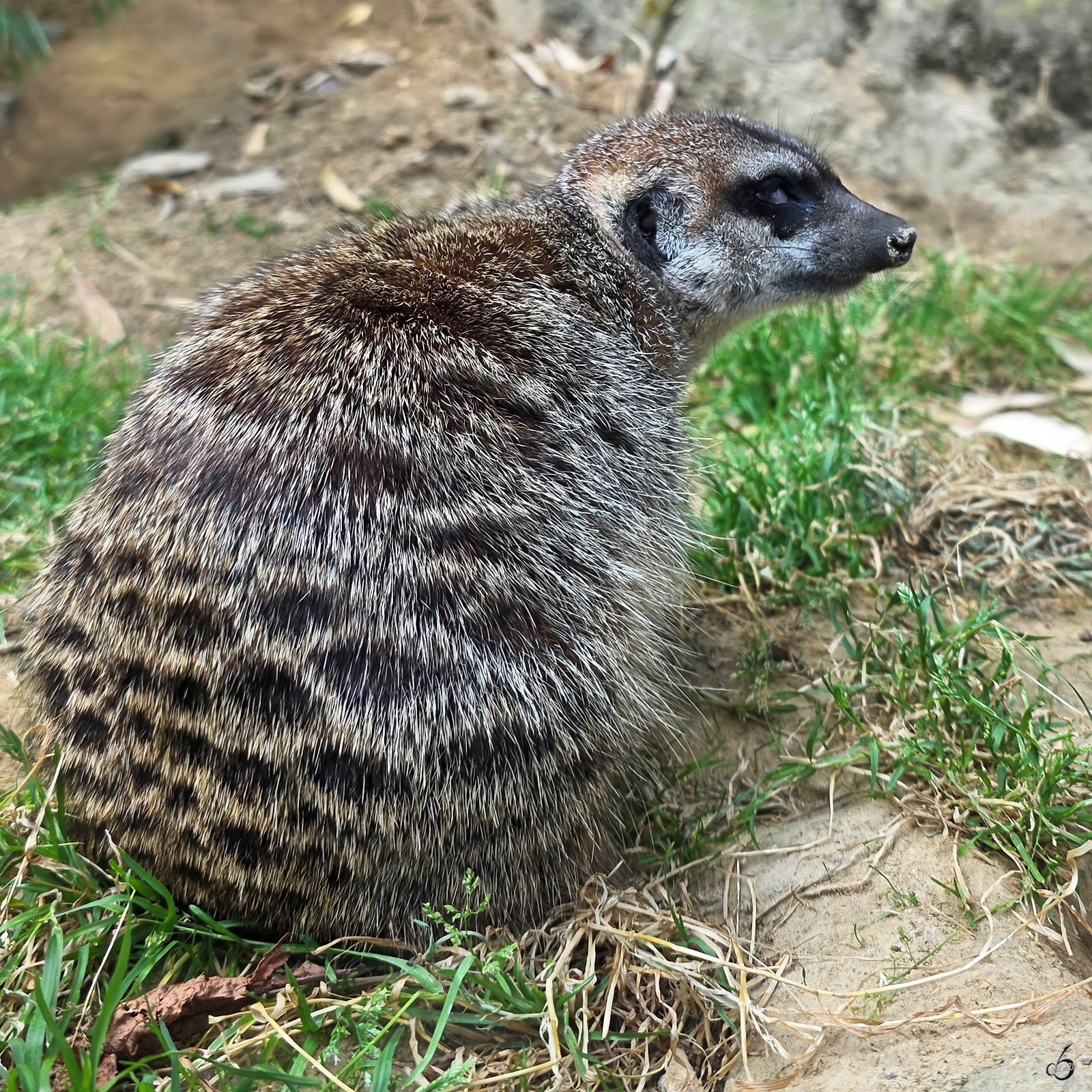 Dieses Erdm�nnchen habe ich Anfang August 2026 im Zoo Dortmund gesehen.