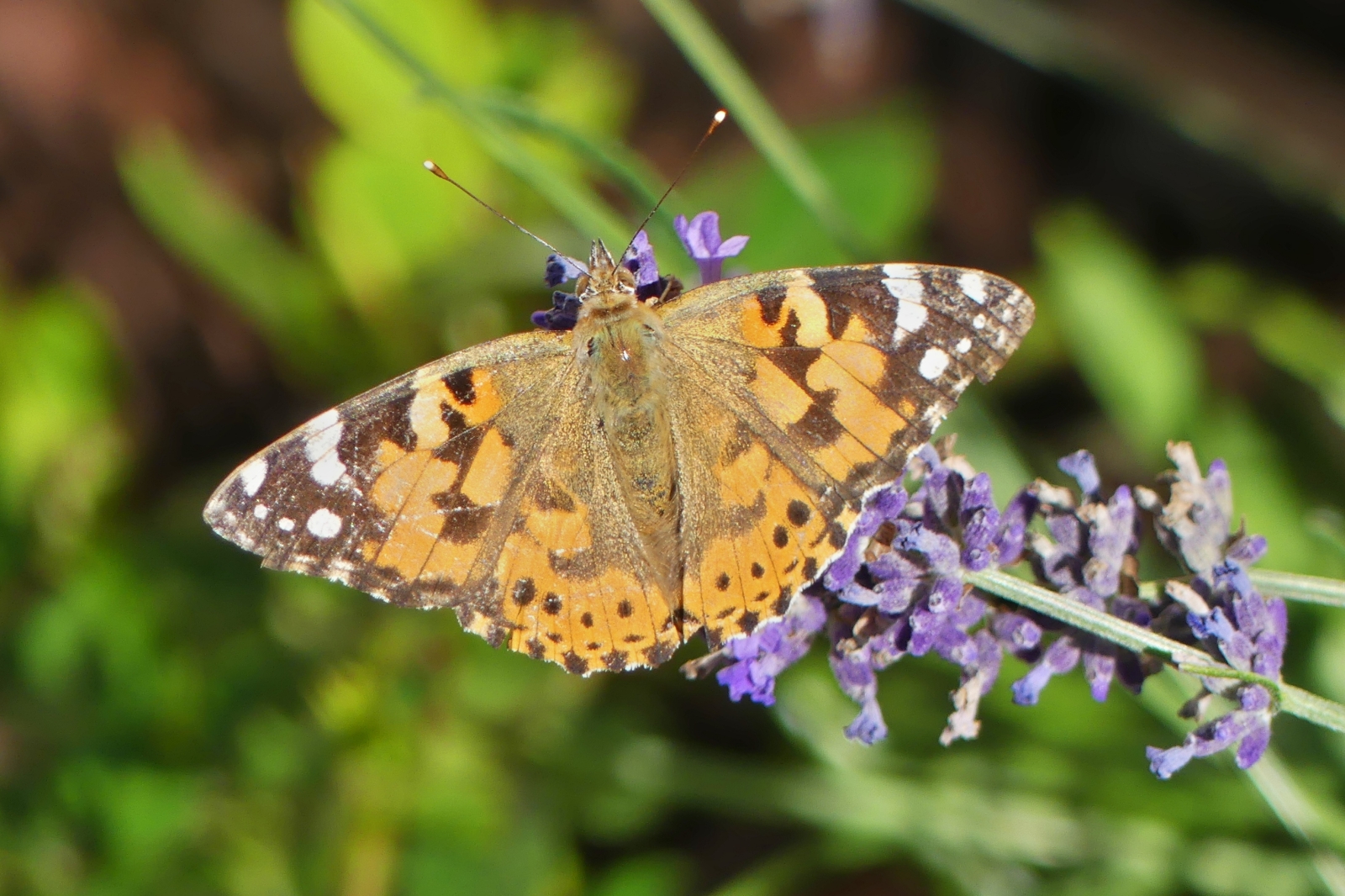 Distelfalter, gesehen am Lavendel in unserem Garten. 08.2023