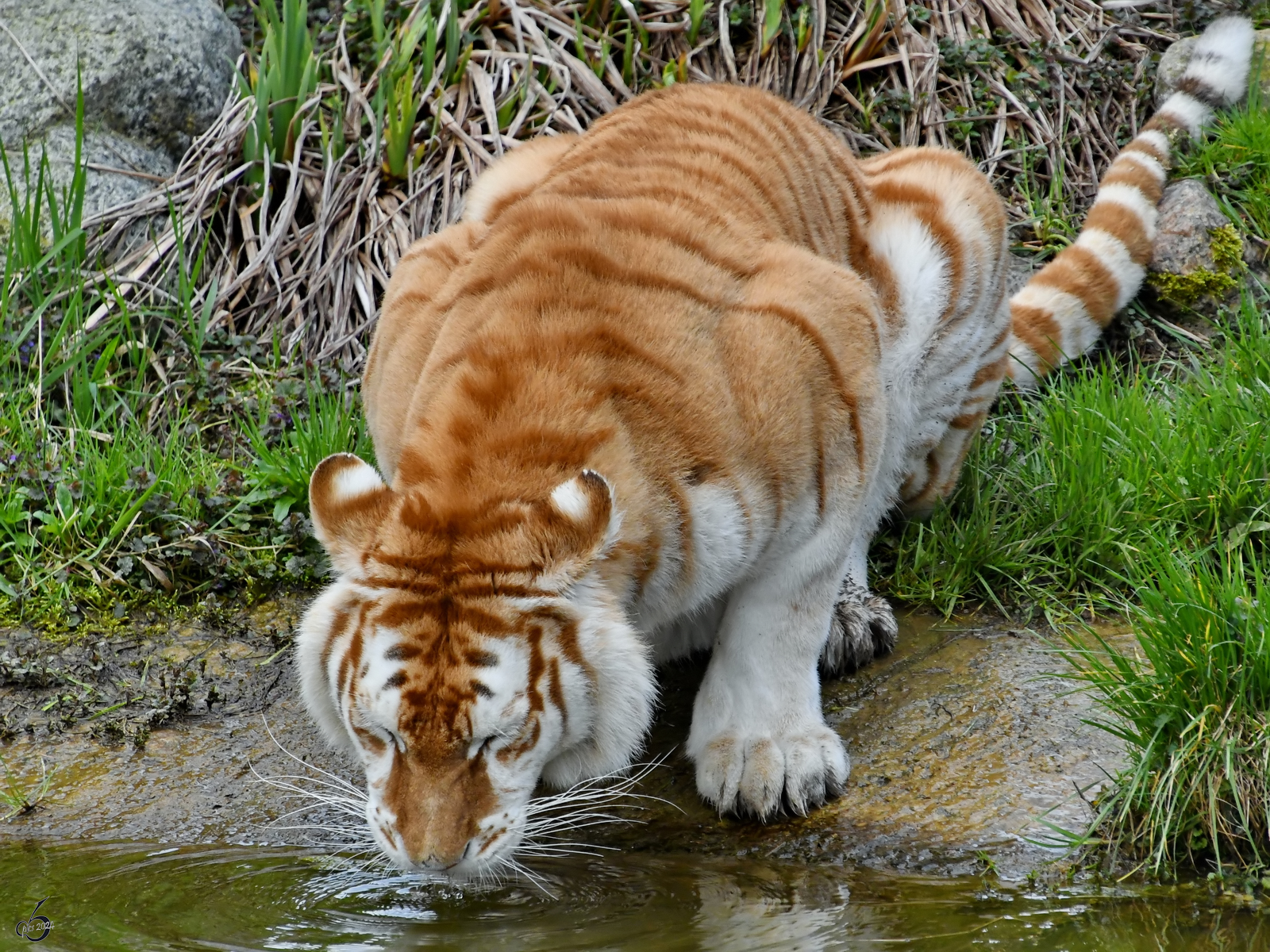 Durstig, durstig dieser Golden Tabby. von diesem extrem seltenen Tier konnte ich im Tigerpark Dassow Anfang April 2024 zwei Exemplare bewundern.