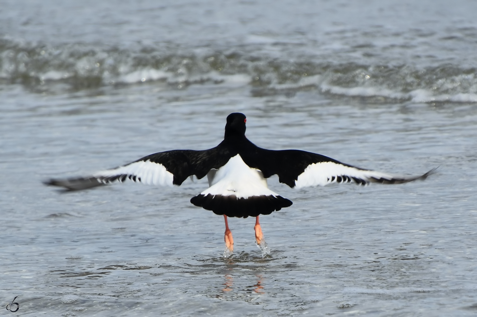 Ein Austernfischer ist hier beim Abflug zu sehen. (Priwall, April 2024)