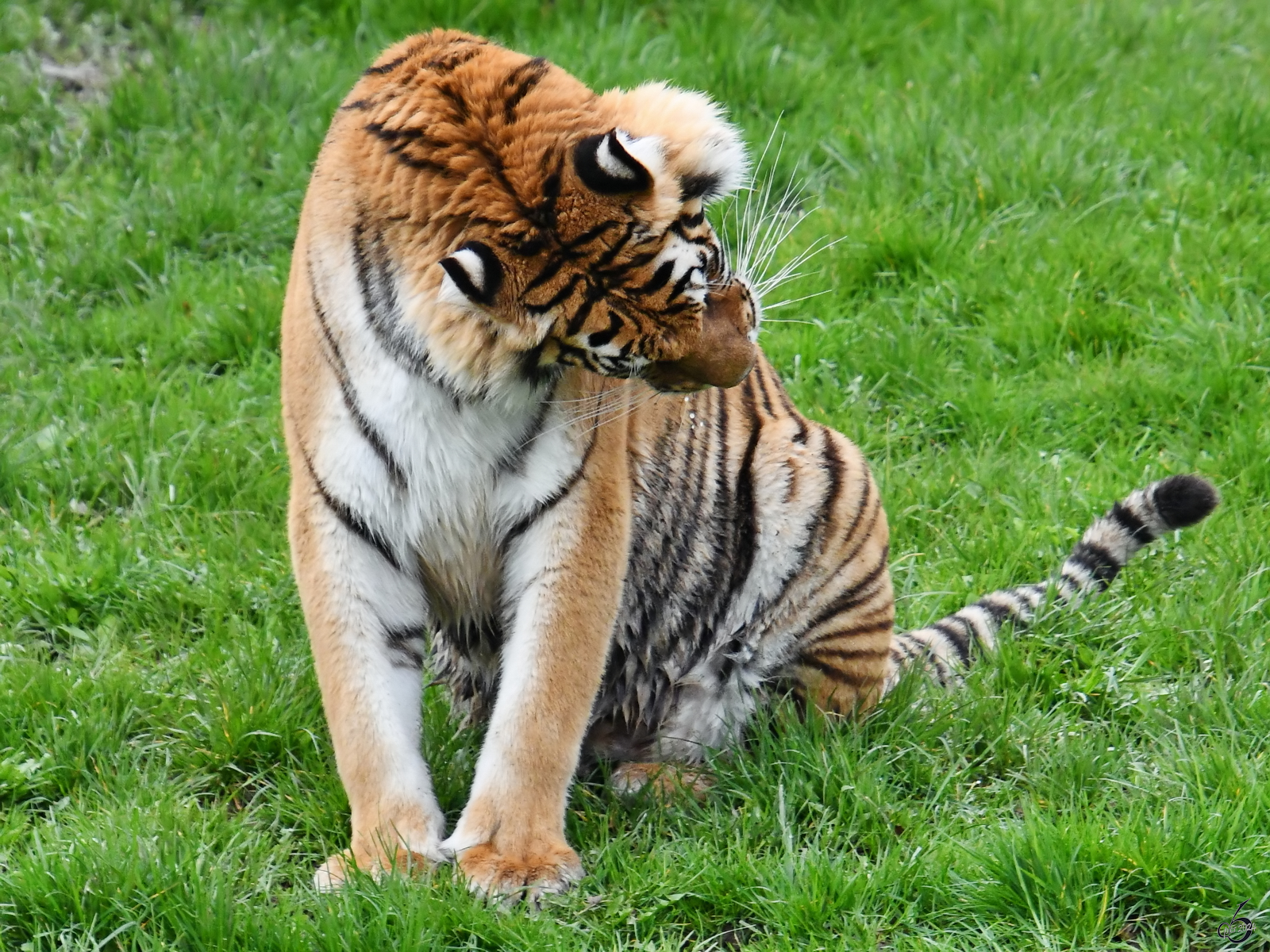 Ein Bengal-Tiger ist hier bei der Fellpflege zu sehen. (Tigerpark Dassow, April 2024)