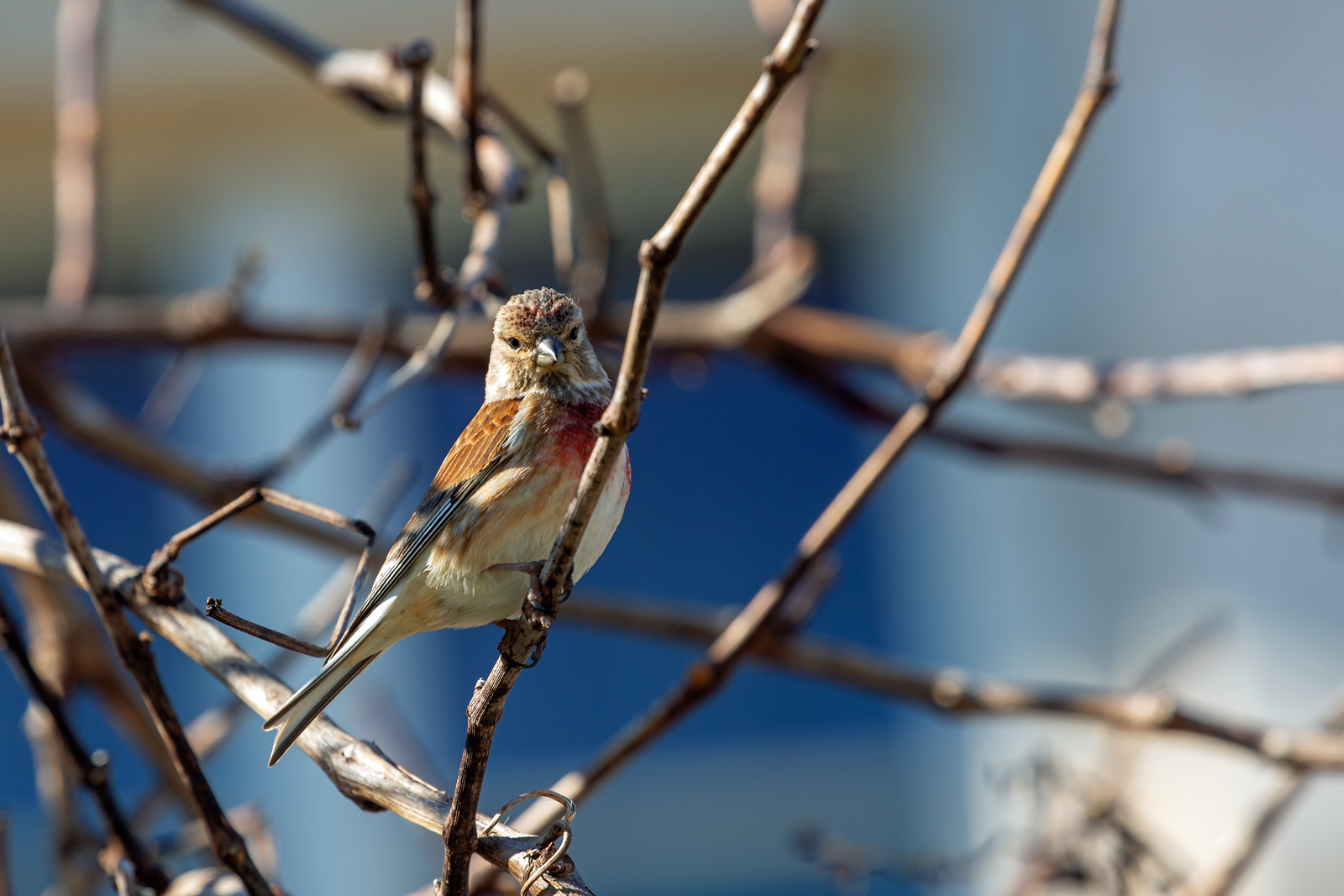 Ein Bluth�nfling im Ge�st. - 28.04.2026