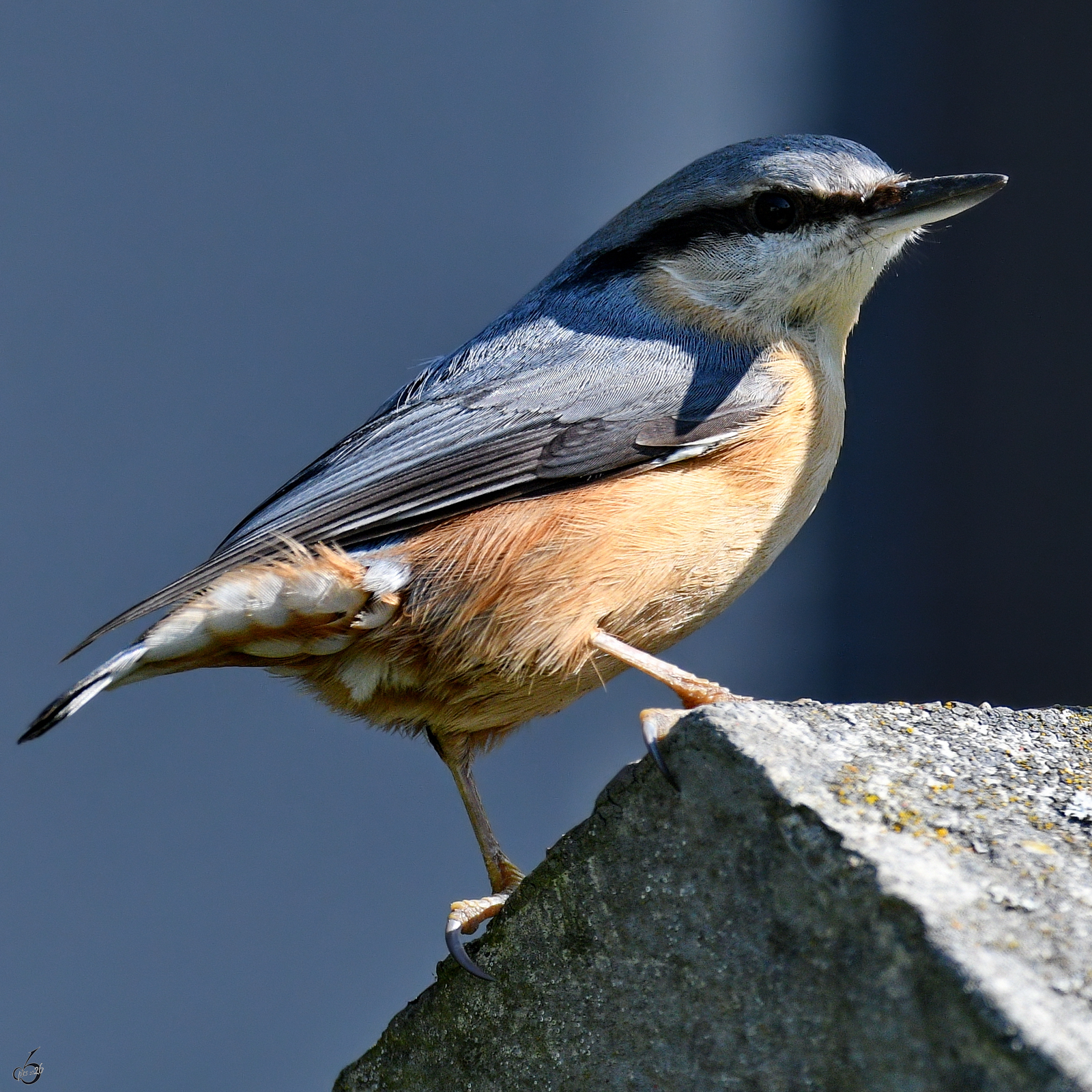 Ein Kleiber pausiert in unserem Garten. (Hattingen, M�rz 2026)