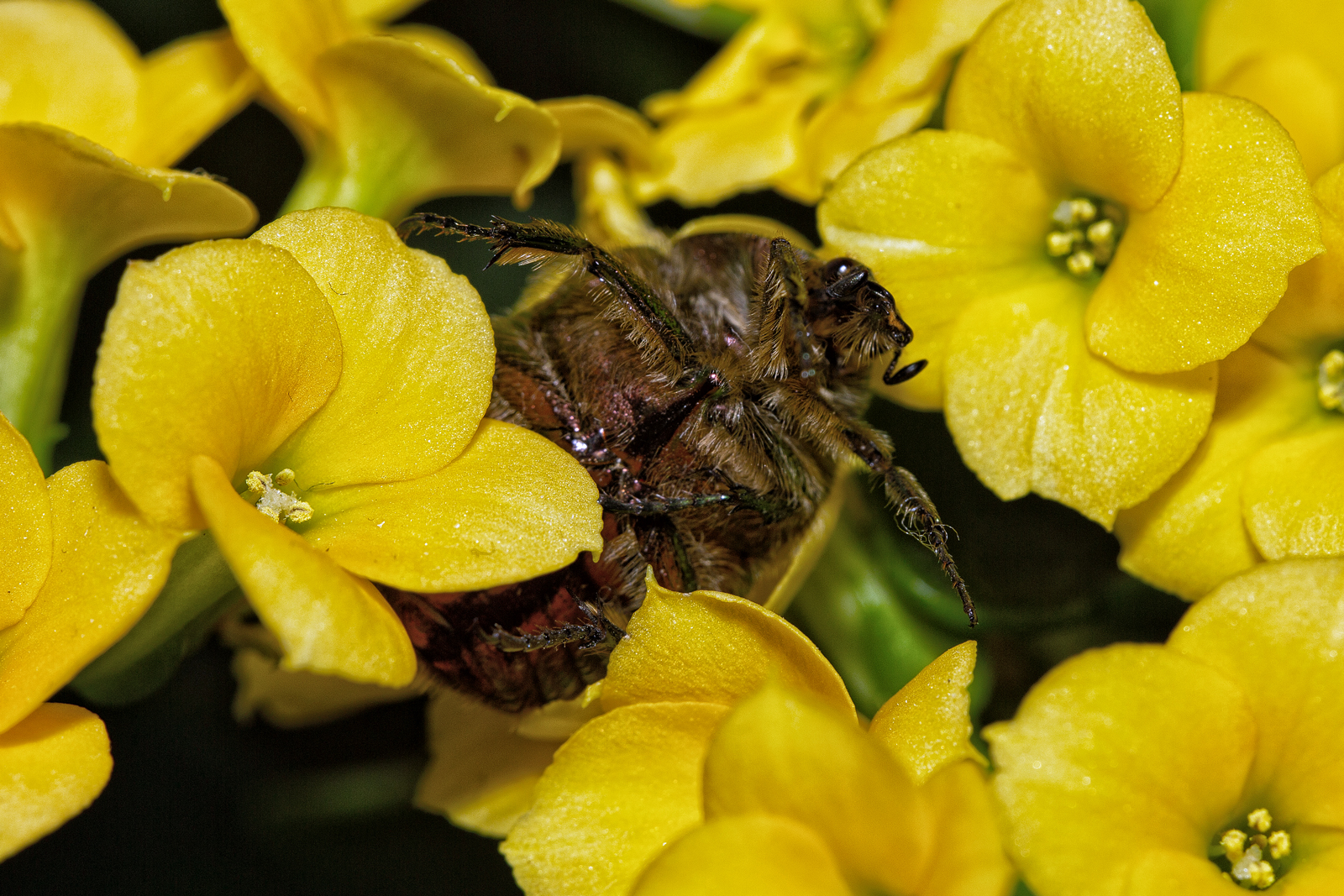 Ein Rosenk�fer k�mpft sich durchs “Flammende K�tchen”. - 20.04.2026