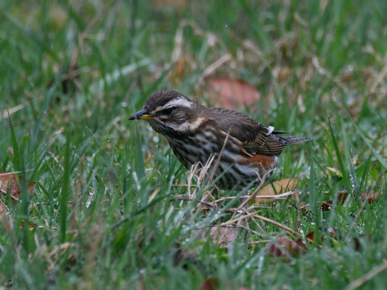 Ein Rotdrossel sucht auf einer Wiese Leckereien. (Hattingen, M�rz 2026)