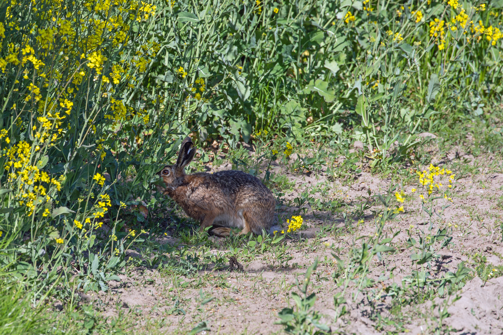 Ein schnffelnder Hase am Rande eines Rapsfeldes. - 07.05.2025
