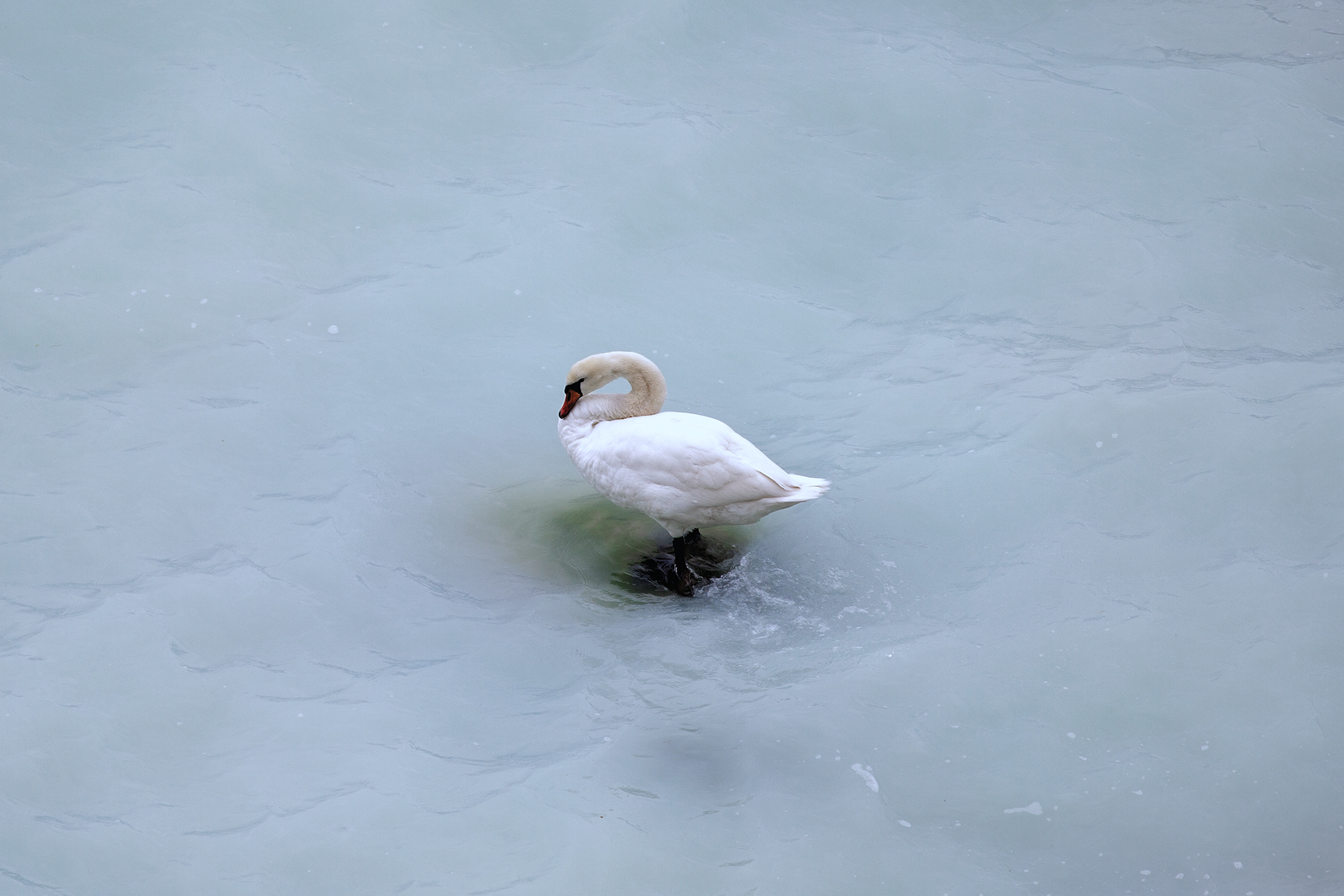 Ein Schwan beim Fussbad im Kreideweiss der Ostsee vor R�gen. - 19.04.2026
