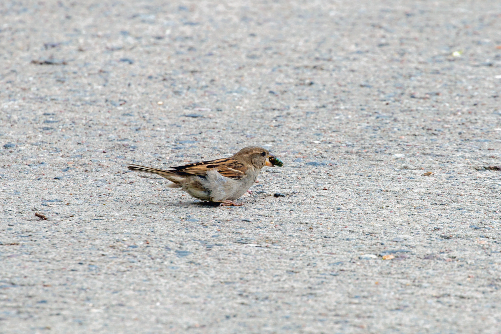 Ein Spatz hat den Schnabel zu voll genommen. - 27.05.2025
