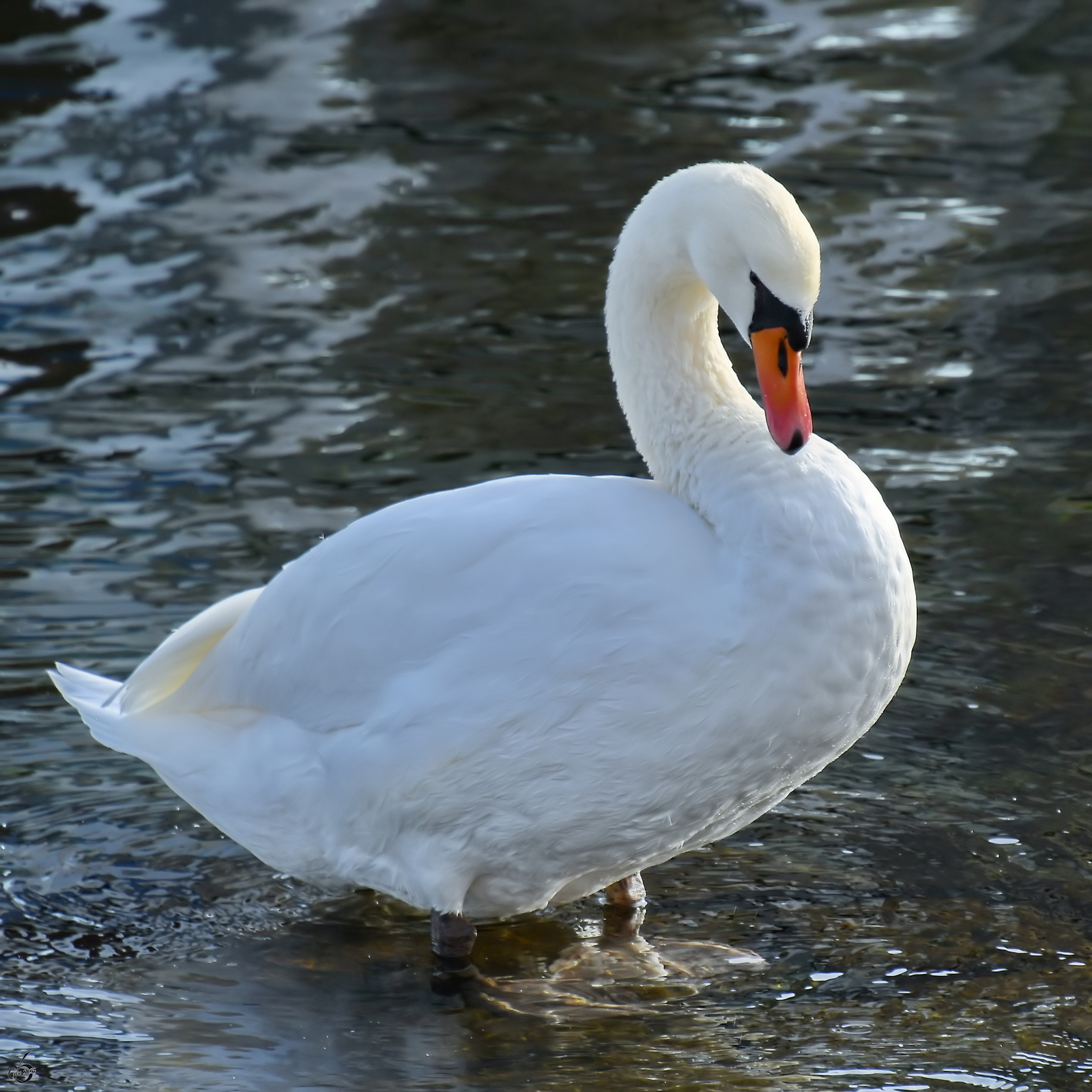 Ein stolzer Schwan am Traveufer, so gesehen Anfang November 2025 in Travem�nde.