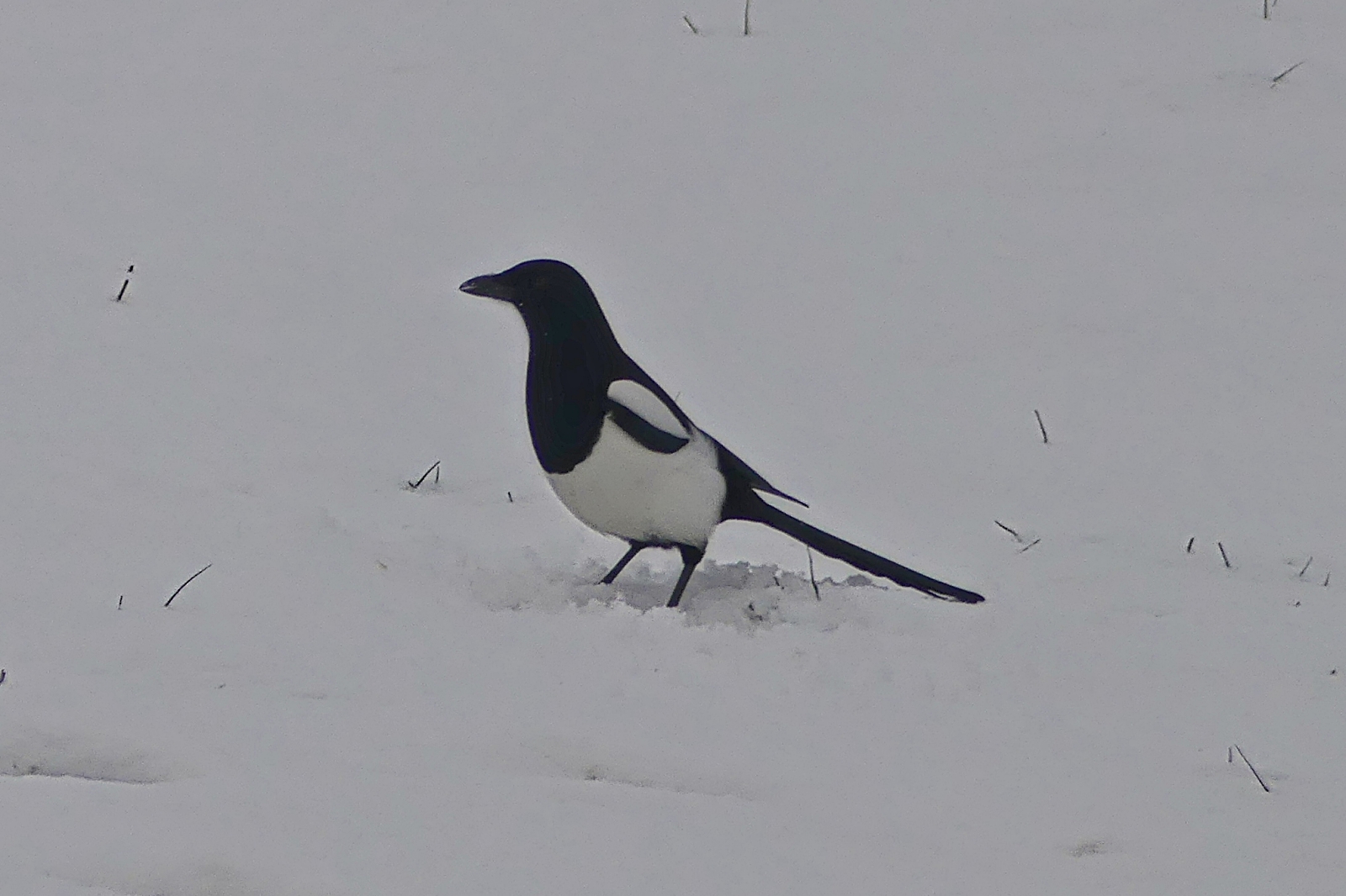 Eine Elster im Schnee. 29.11.2023