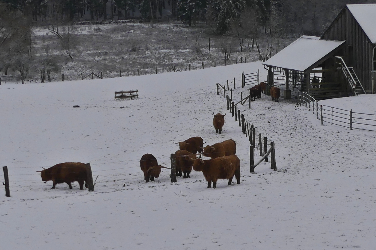 Eine Herde Longhorn Rinder stampf in ihrer Pferch durch den frisch gefallenen Schnee. 29.11.2023