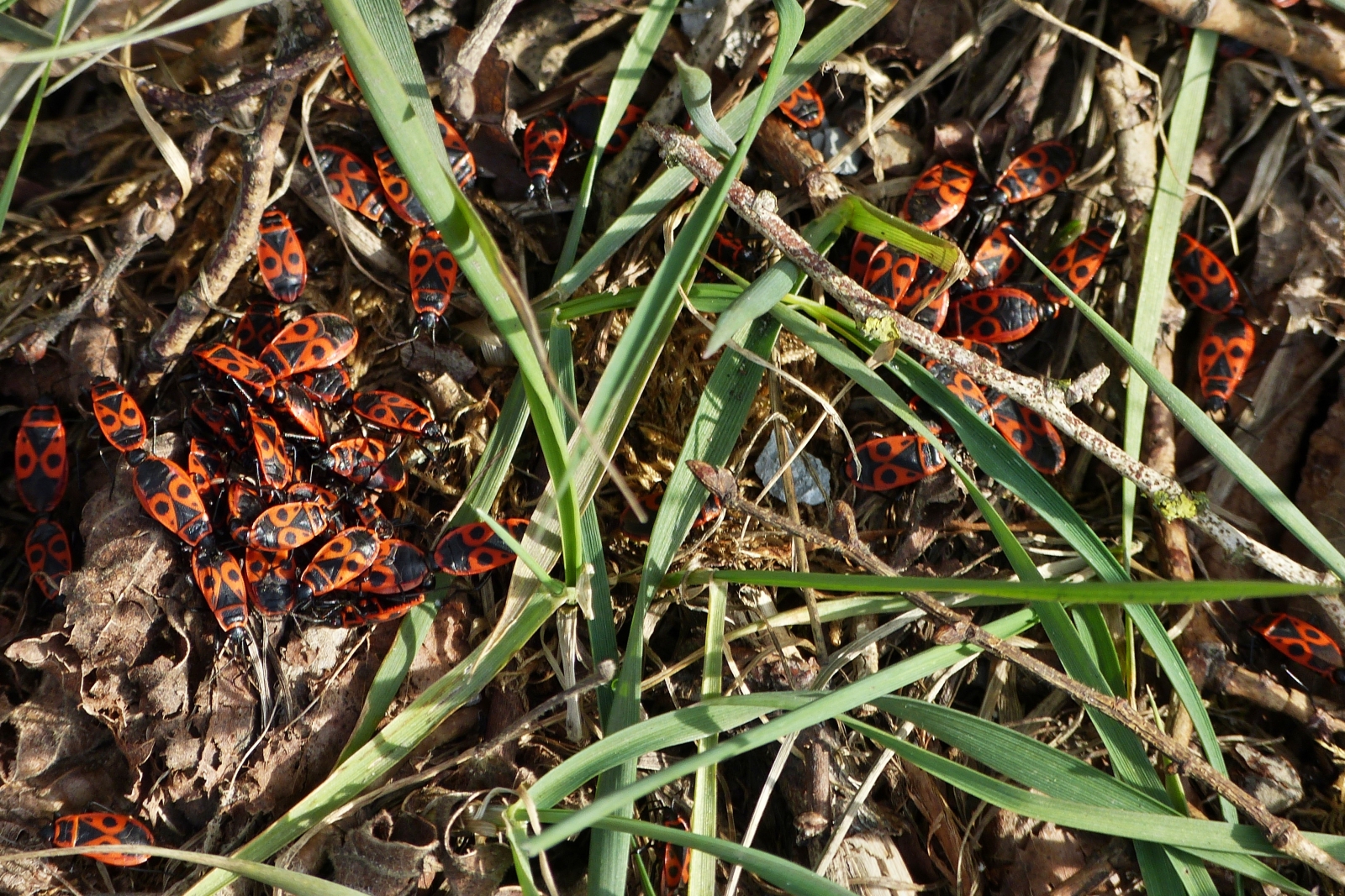 Eine Horde von Feuerwanzen am Fu eines Straenbaumes. 10.04.2023

