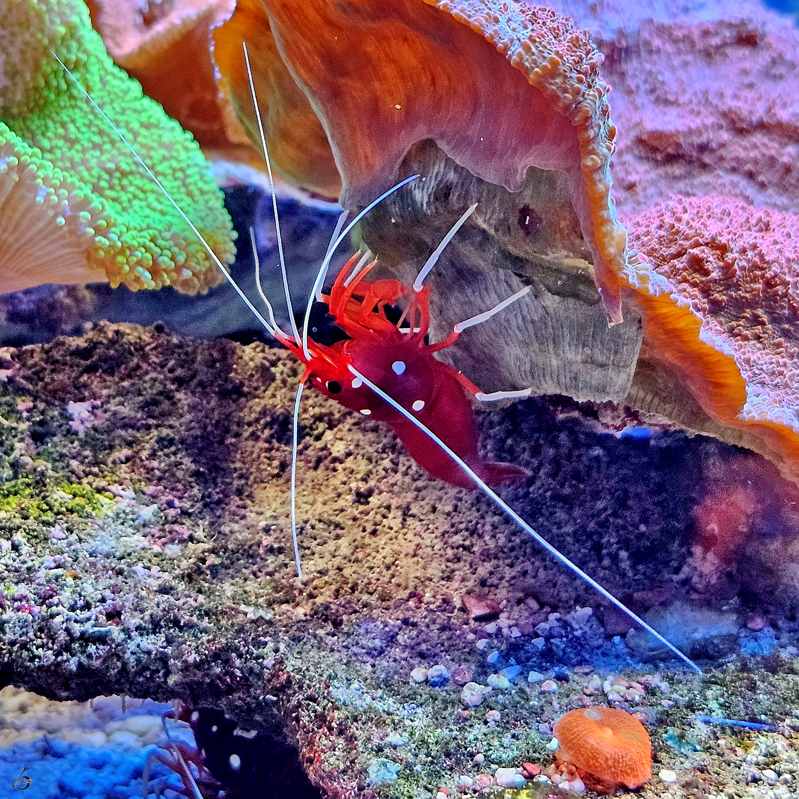 Eine Indopazifische Weiband-Putzergarnele im Aquazoo Dsseldorf, so gesehen im Juni 2025.