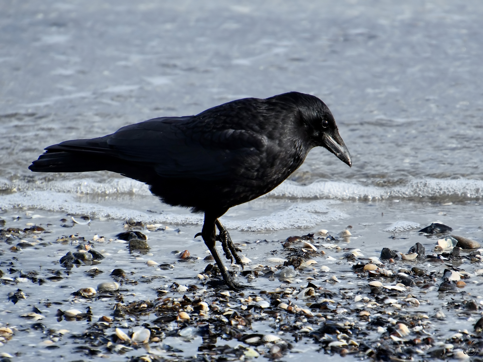 Eine Krhe auf Nahrungssuche am Ostseestrand. (Priwall, April 2024)