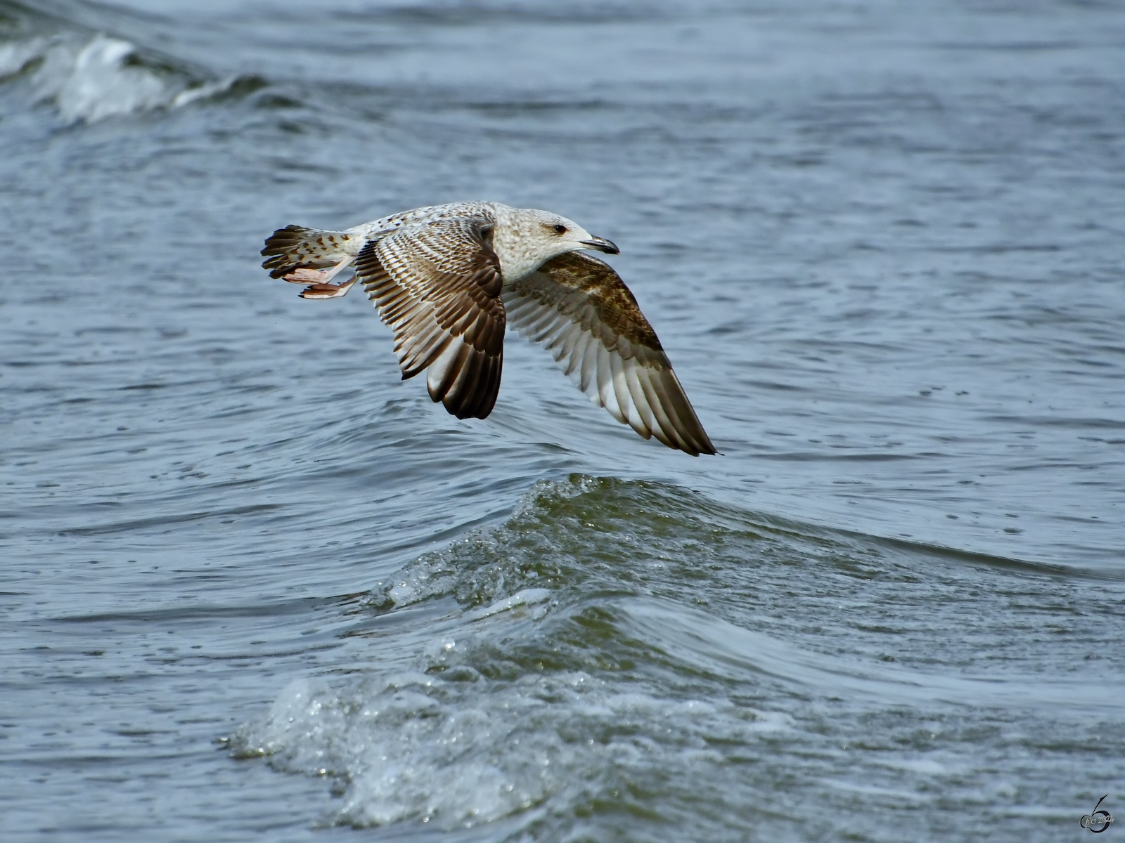 Eine Silbermwe gleitet ber die Ostsee, so gesehen Anfang April 2024 in Priwall.