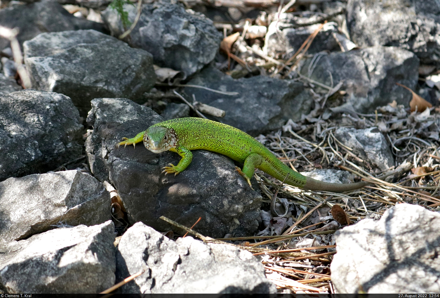 Eine weibliche stliche Smaragdeidechse (Lacerta viridis) klettert bei Szr (HU) ber das Gestein.

🕓 27.8.2022 | 12:54 Uhr