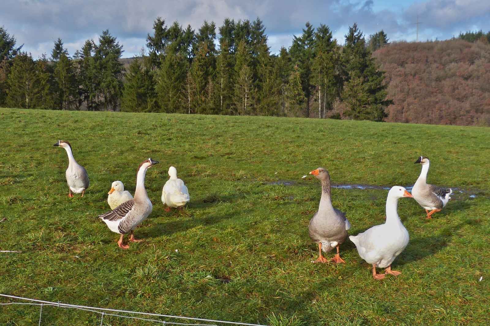 Einige Gnse und Enten genieen die Sonnenstrahlen an einem Januar Nachmittag. 01.2023