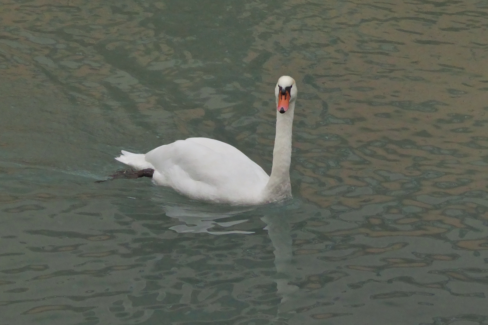 Einsamer Schwan auf dem See von Annecy. 09.2022

