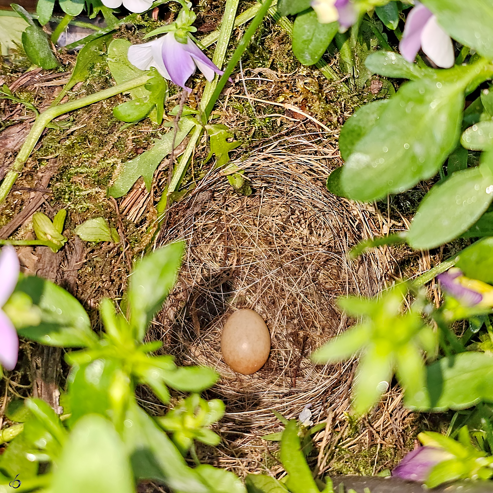 Gewagte Stelle fr ein Nest, aber ein Rotkehlchenpaar wollte wohl unbedingt in diesen gut einsehbaren Blumenkasten ein Nest bauen. Es sind mittlerweile fnf Eier drin. (Hattingen, Mai 2025)