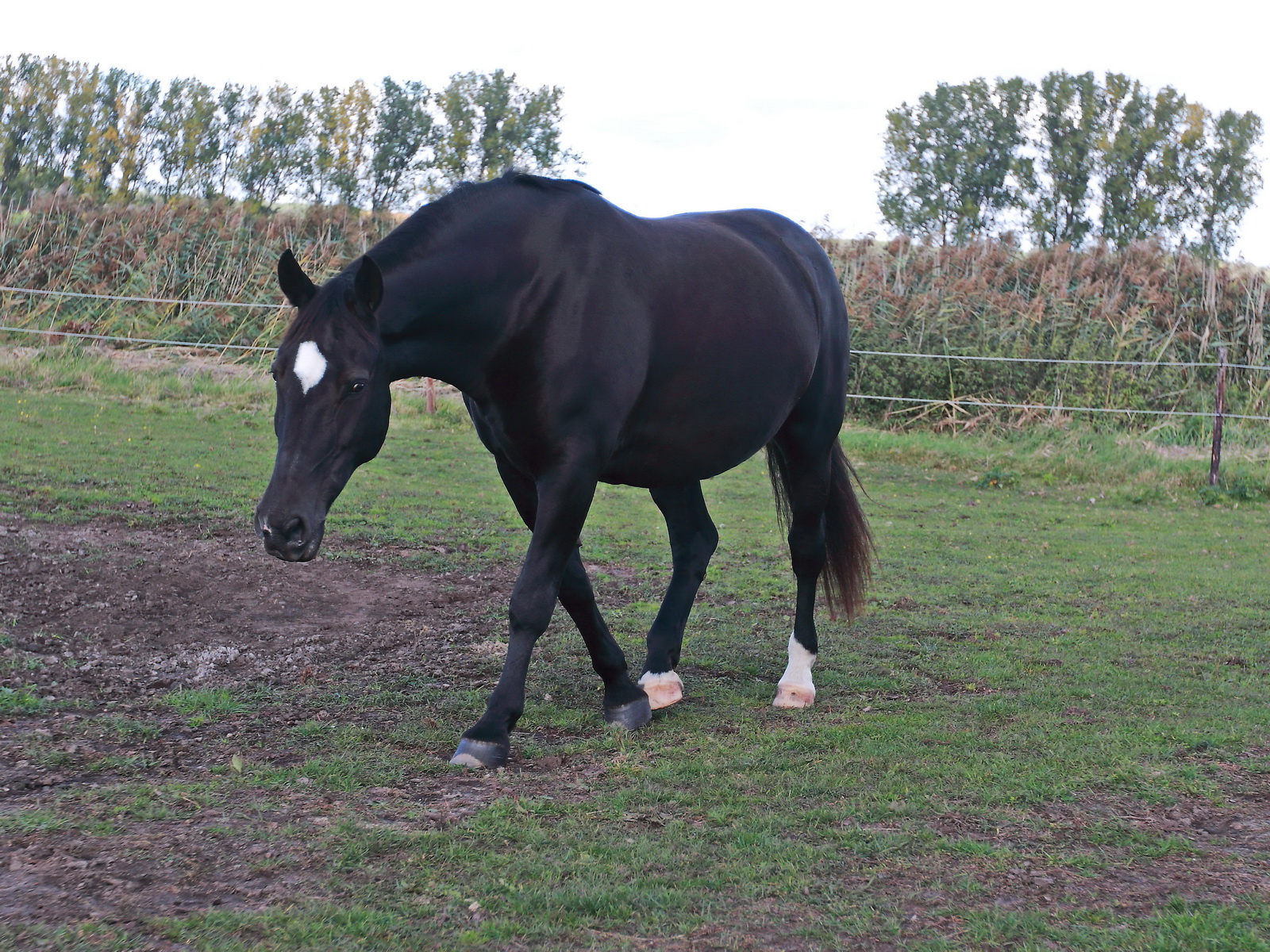 Hannoveraner auf der Weide im Reitgut Mhlendorf Saalow am 09. Oktober 2022.