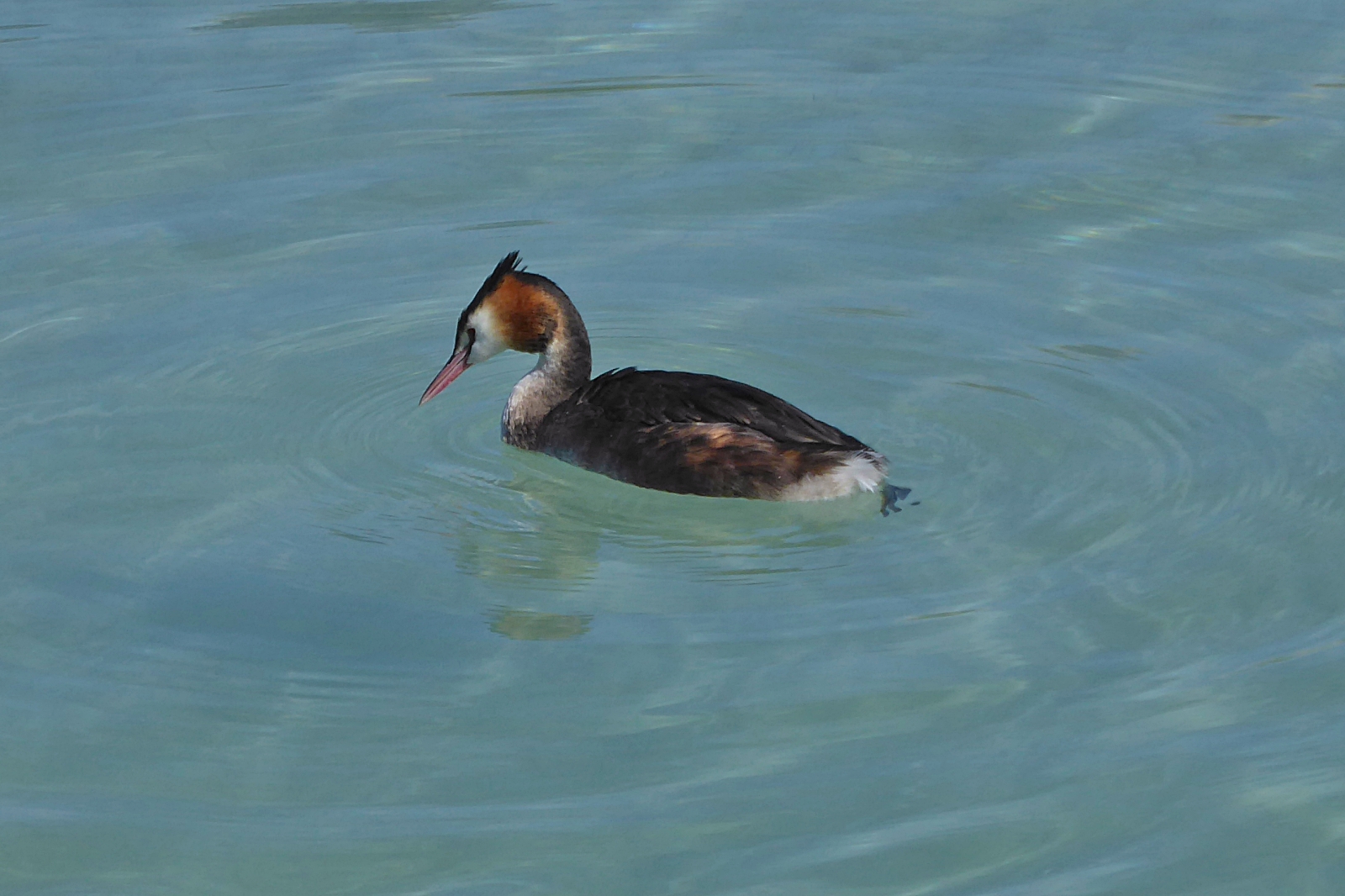 Haubentaucher auf dem See von Annecy. 18.09.2022