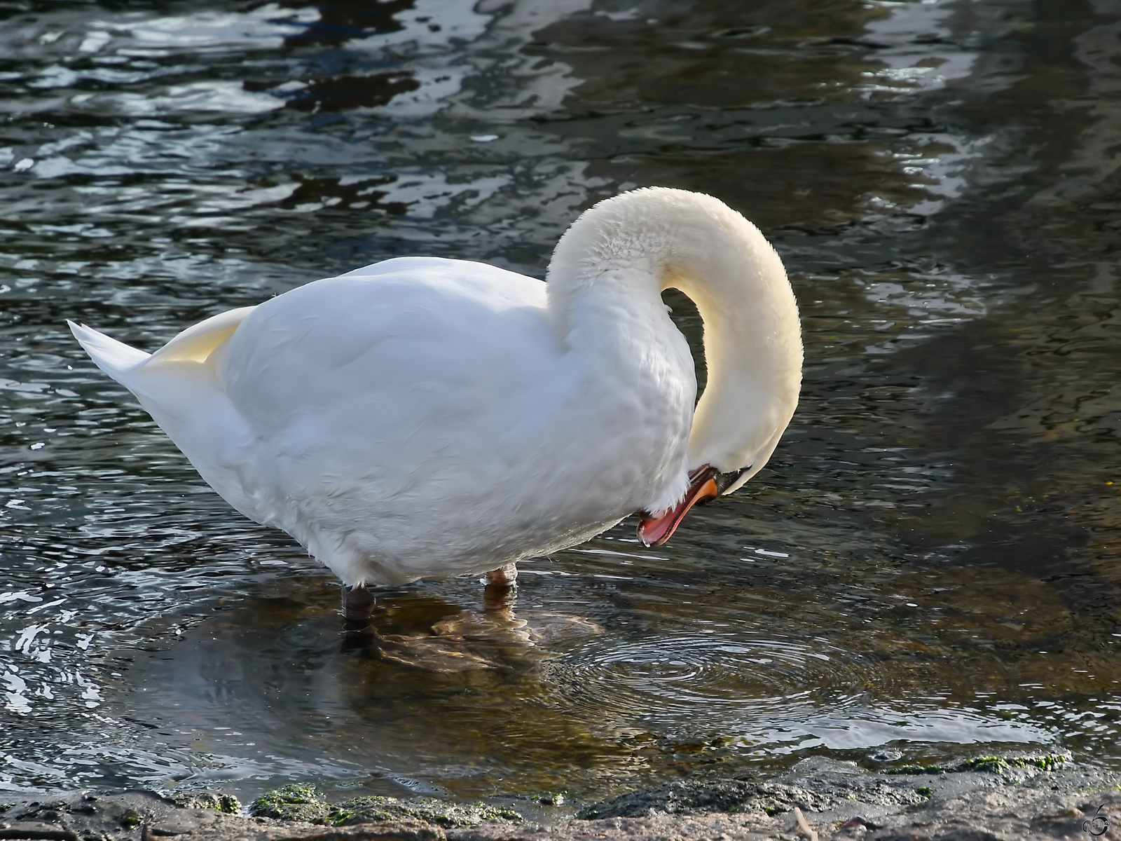 Hier ist gerade Putzstunde, ein Schwan am Traveufer. (Travem�nde, November 2025)