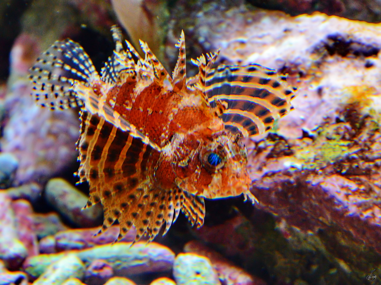 Im Bild ein Afrikanischer Feuerfisch im Aquazoo Dsseldorf. (Januar 2012)