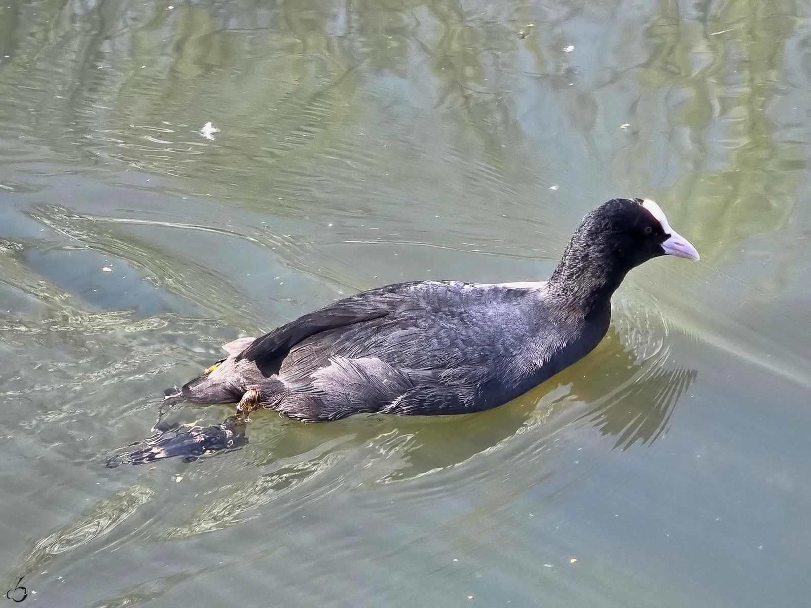 Im Bild ein Bl�sshuhn im Hattinger Henrichsteich, so gesehen Anfang April 2026.