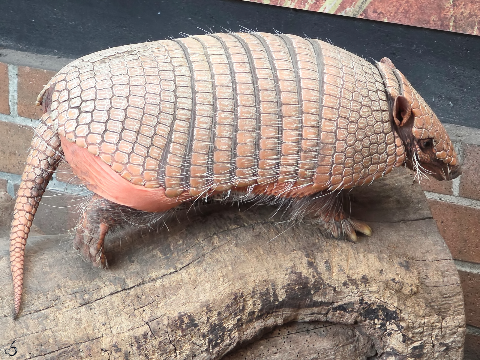 Im Bild ein G�rteltier, welches ich Anfang August 2026 im Zoo Dortmund entdeckt habe.