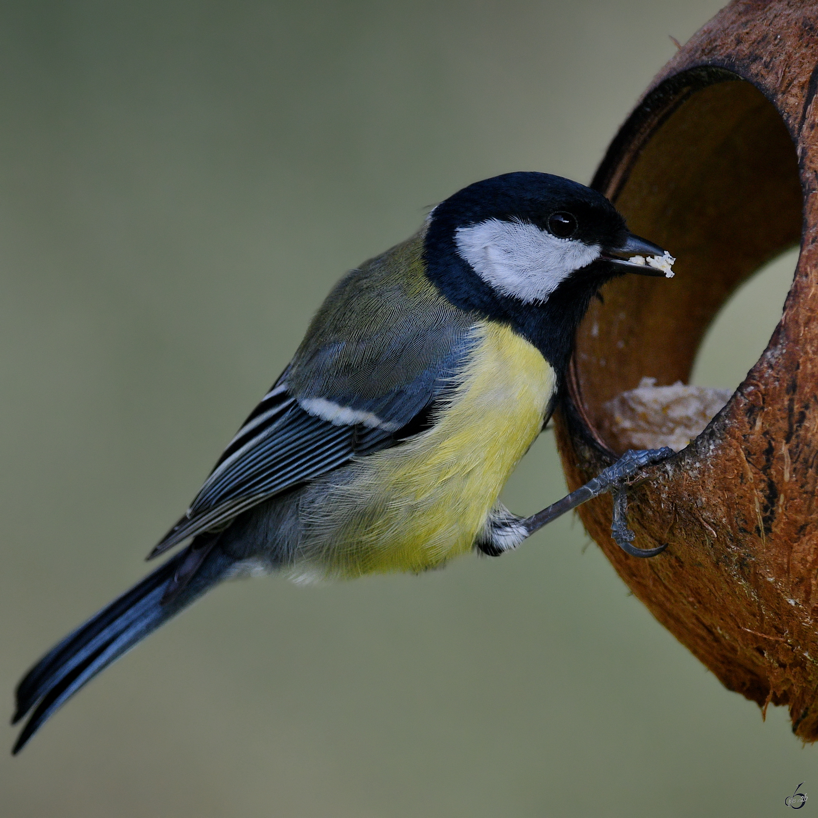 Im Bild eine Kohlmeise, so gesehen Ende M�rz 2026 in Hattingen.