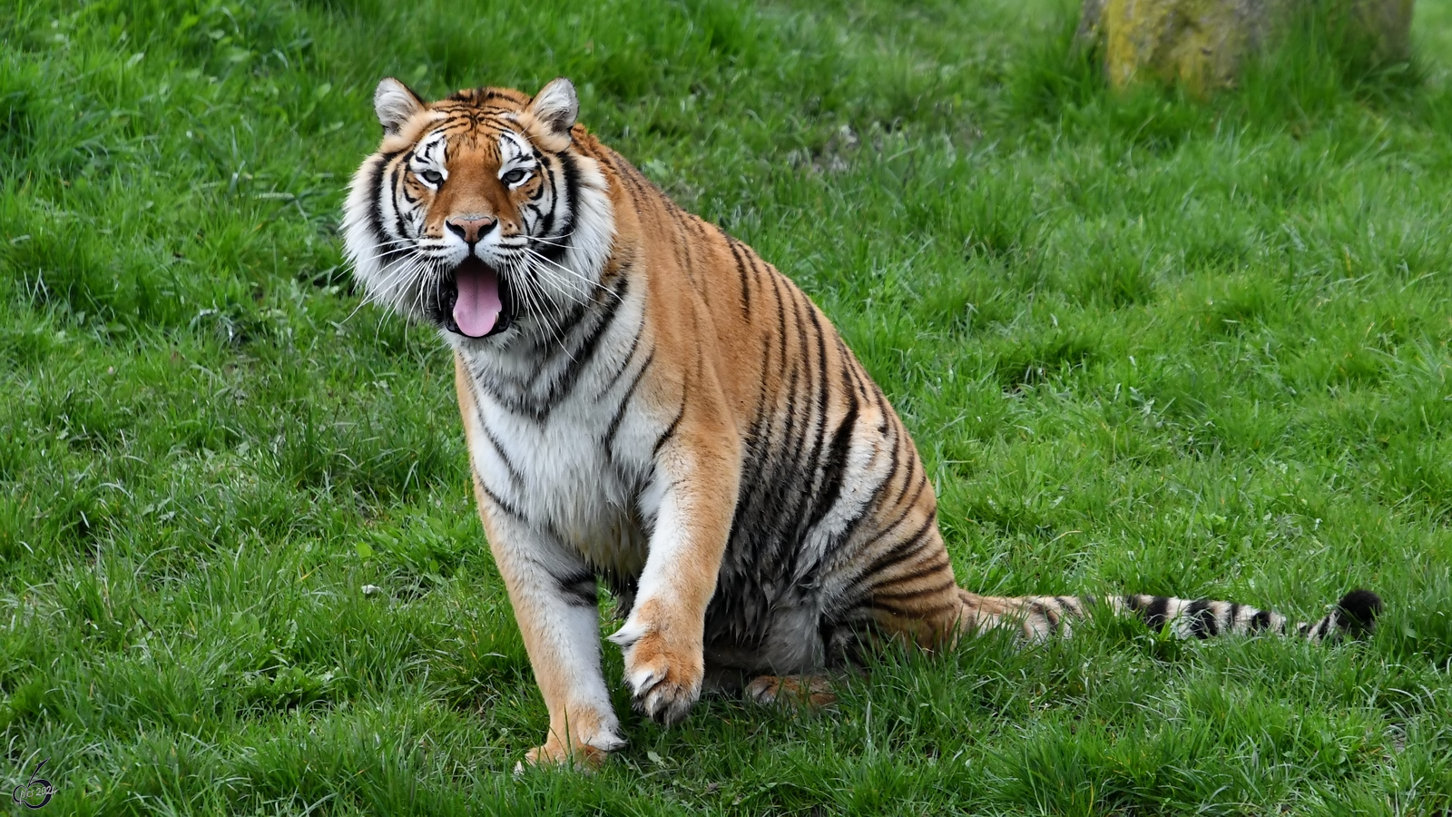 Im Tigerpark Dassow war unter anderem dieser Bengal-Tiger anzutreffen. (April 2024)
