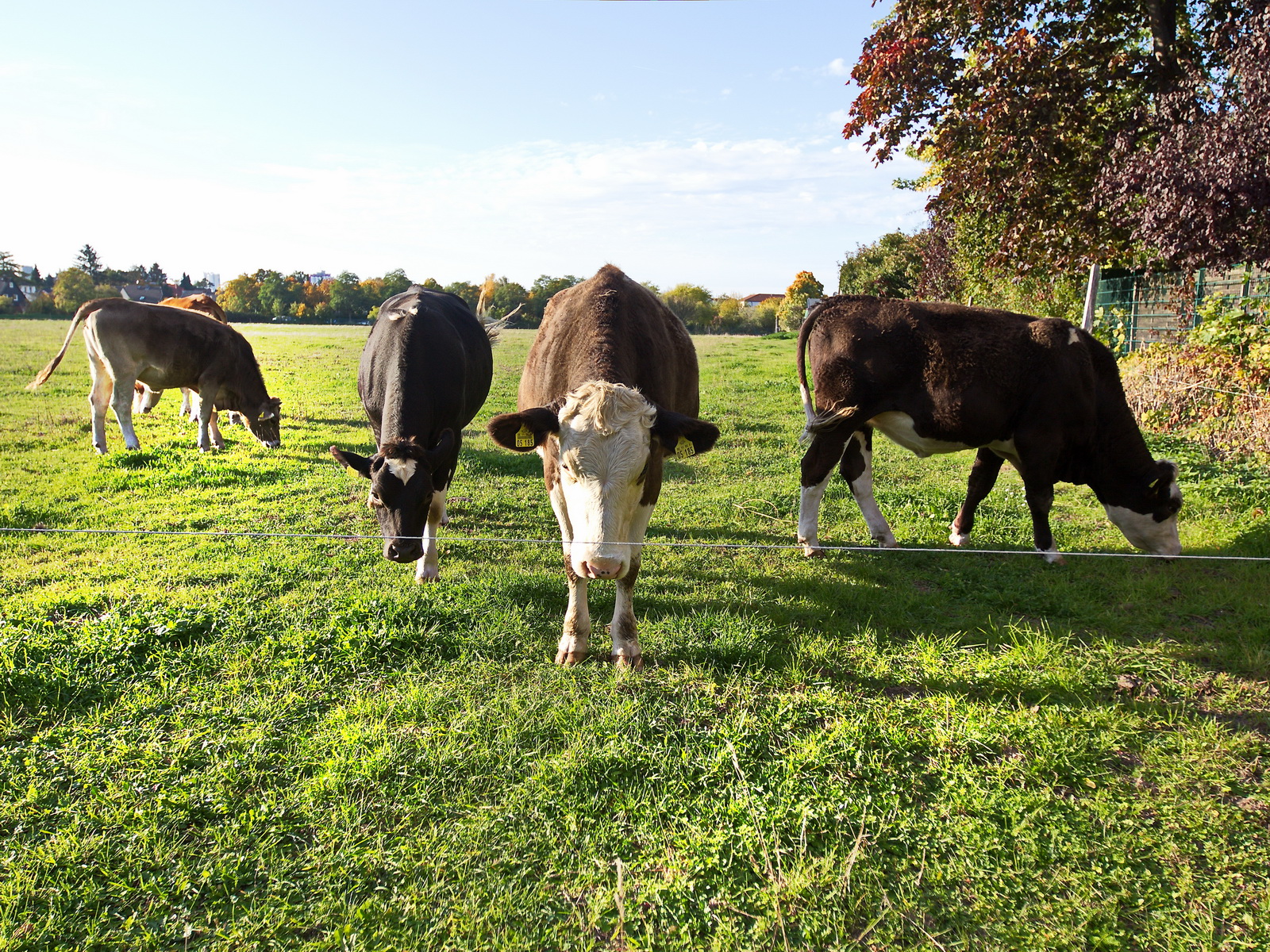 In der Stadt Berlin gibt es immer wieder Stellen für Tiere, hier als Beispiel ein Feld in Rudow mit Limousin  Rinder, am 10. Oktober 2022 gesehen.