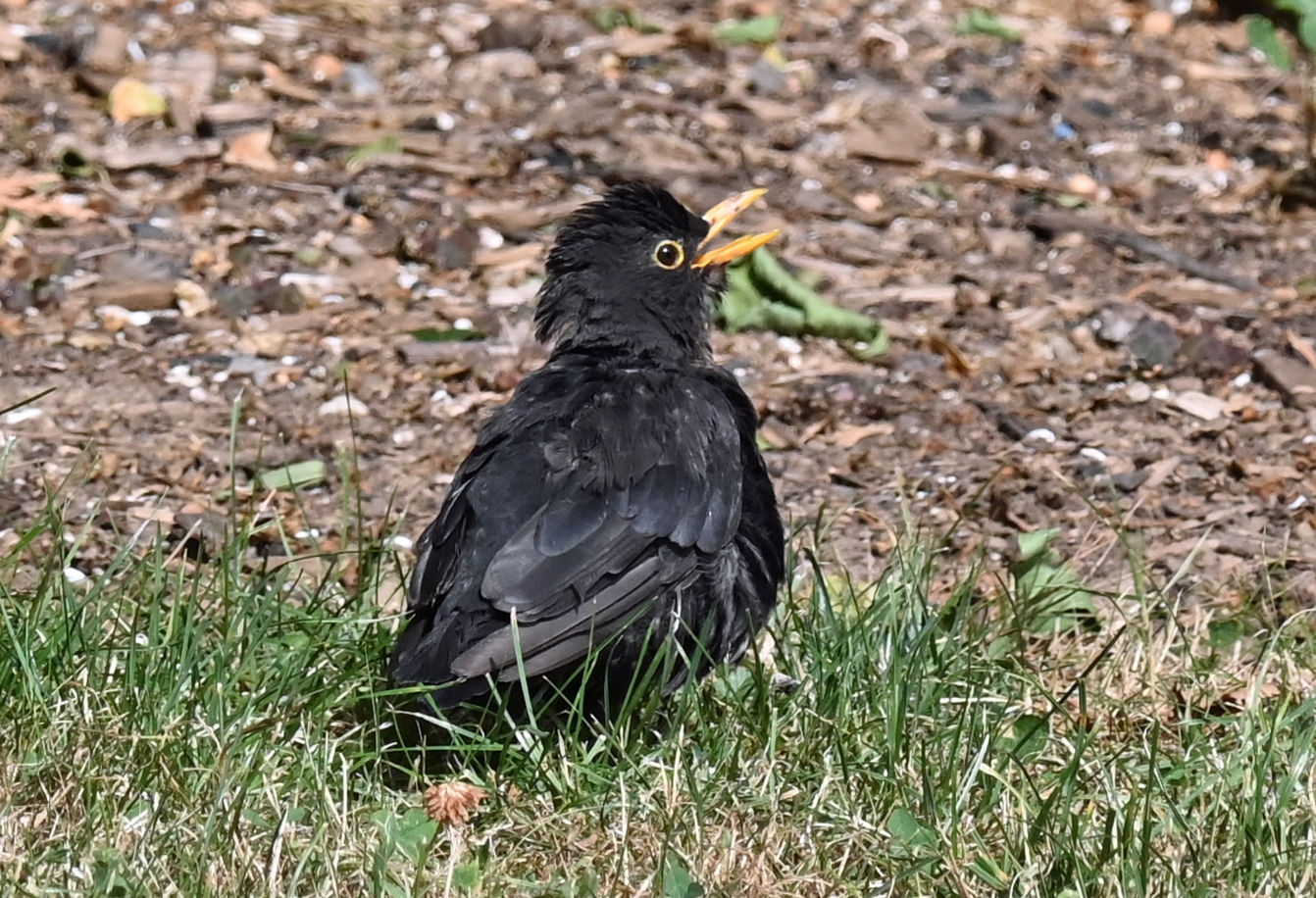 Junge Amsel auf dem Gartenrasen - 29.07.2022