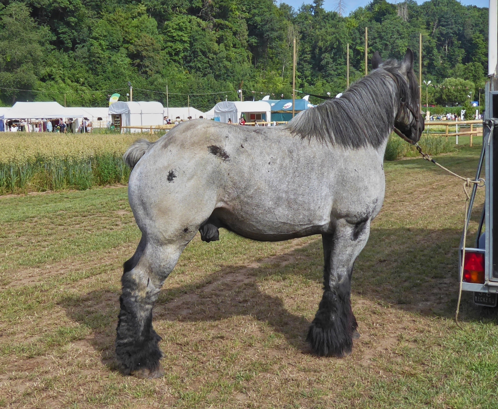 Kaltblter am Rande der Landwirtschaftsausstellung in Ettelbrck. 07.2025