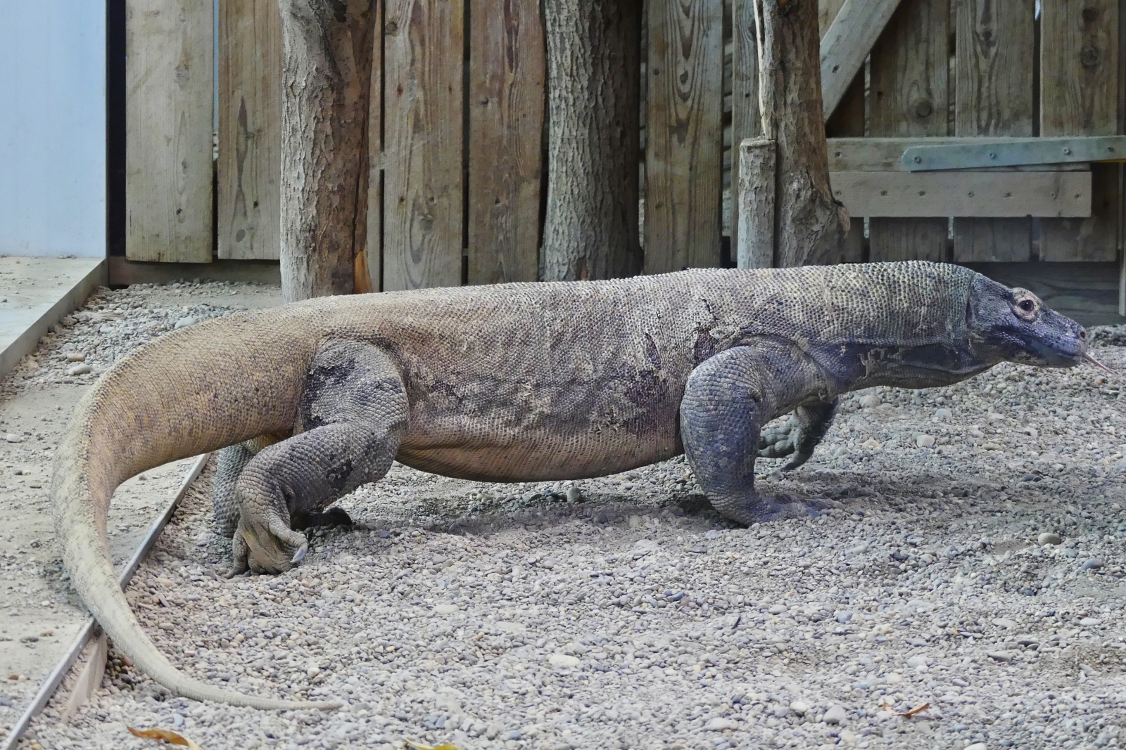 Komodowaran, (Varanus komodoensis), Haus des Meeres in Wien. 07.05.2026 