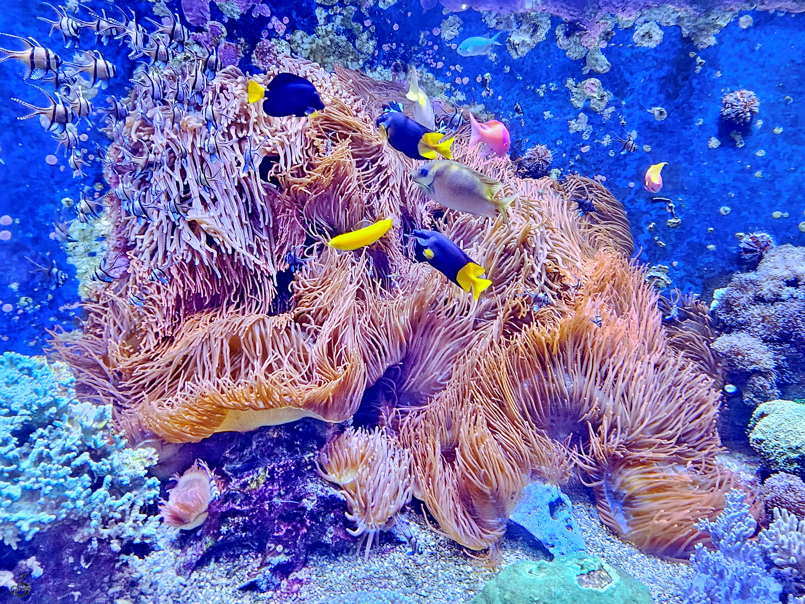 Korallen im Aquazoo Dsseldorf. (Juni 2025)
