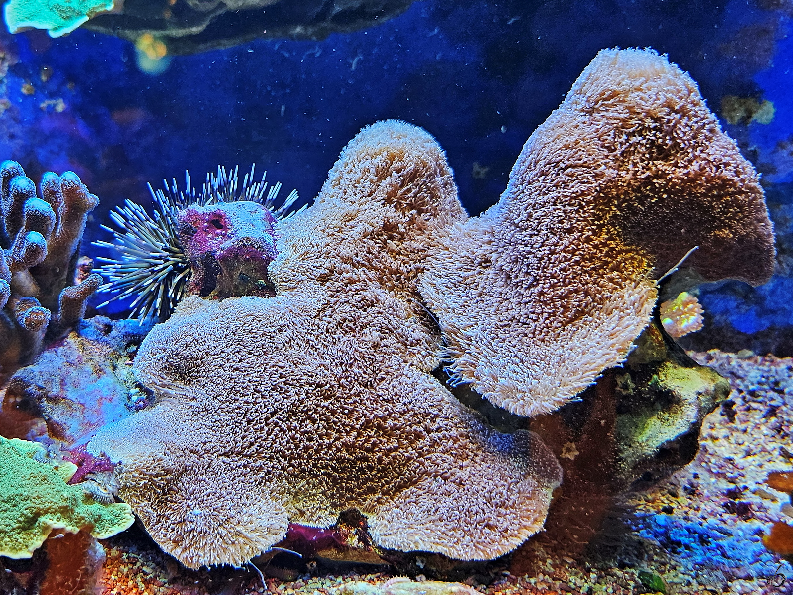Korallen im Aquazoo Dsseldorf. (Juni 2025)