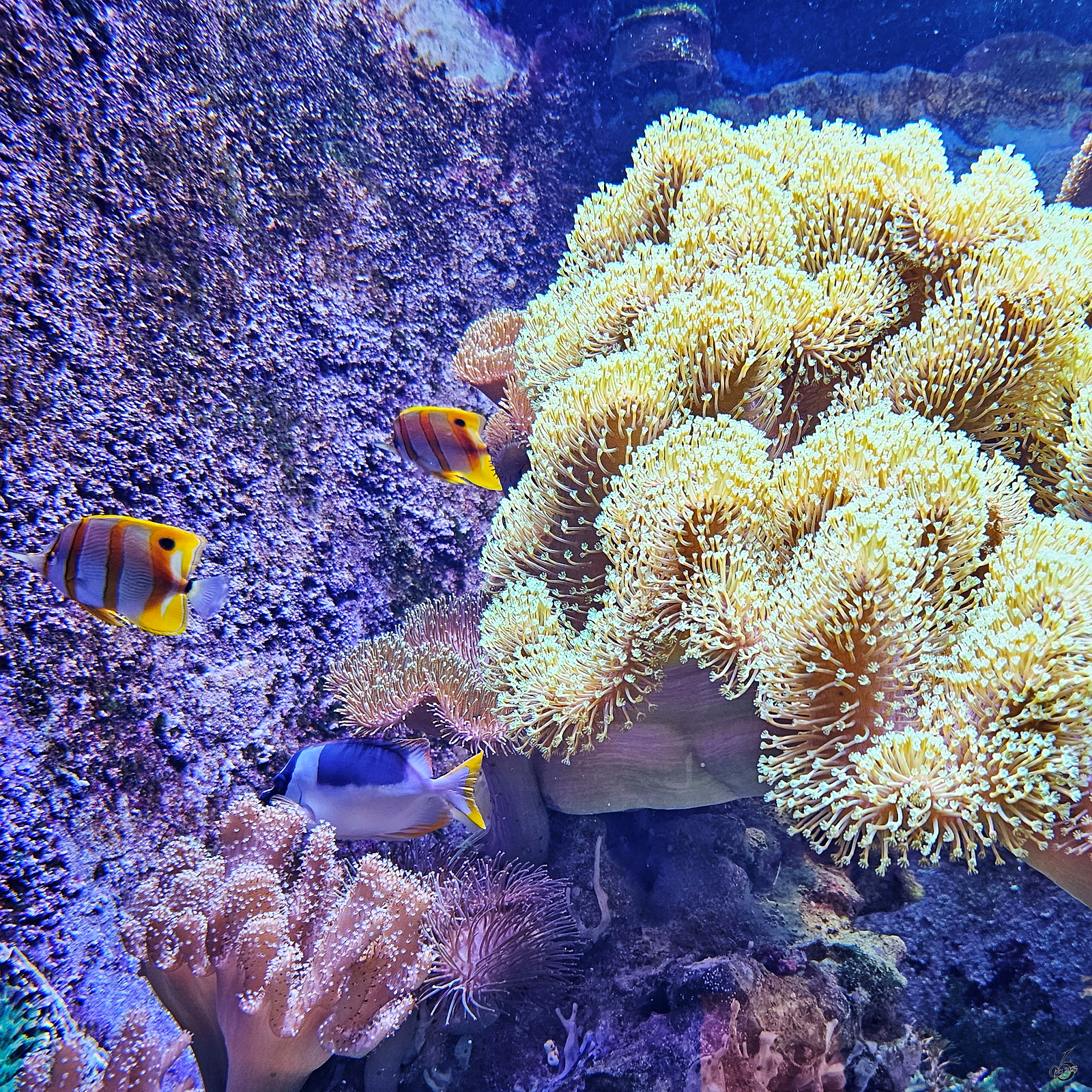 Kupferstreifen-Pinzettfische waren im Juni 2025 im Aquazoo Dsseldorf zu sehen.